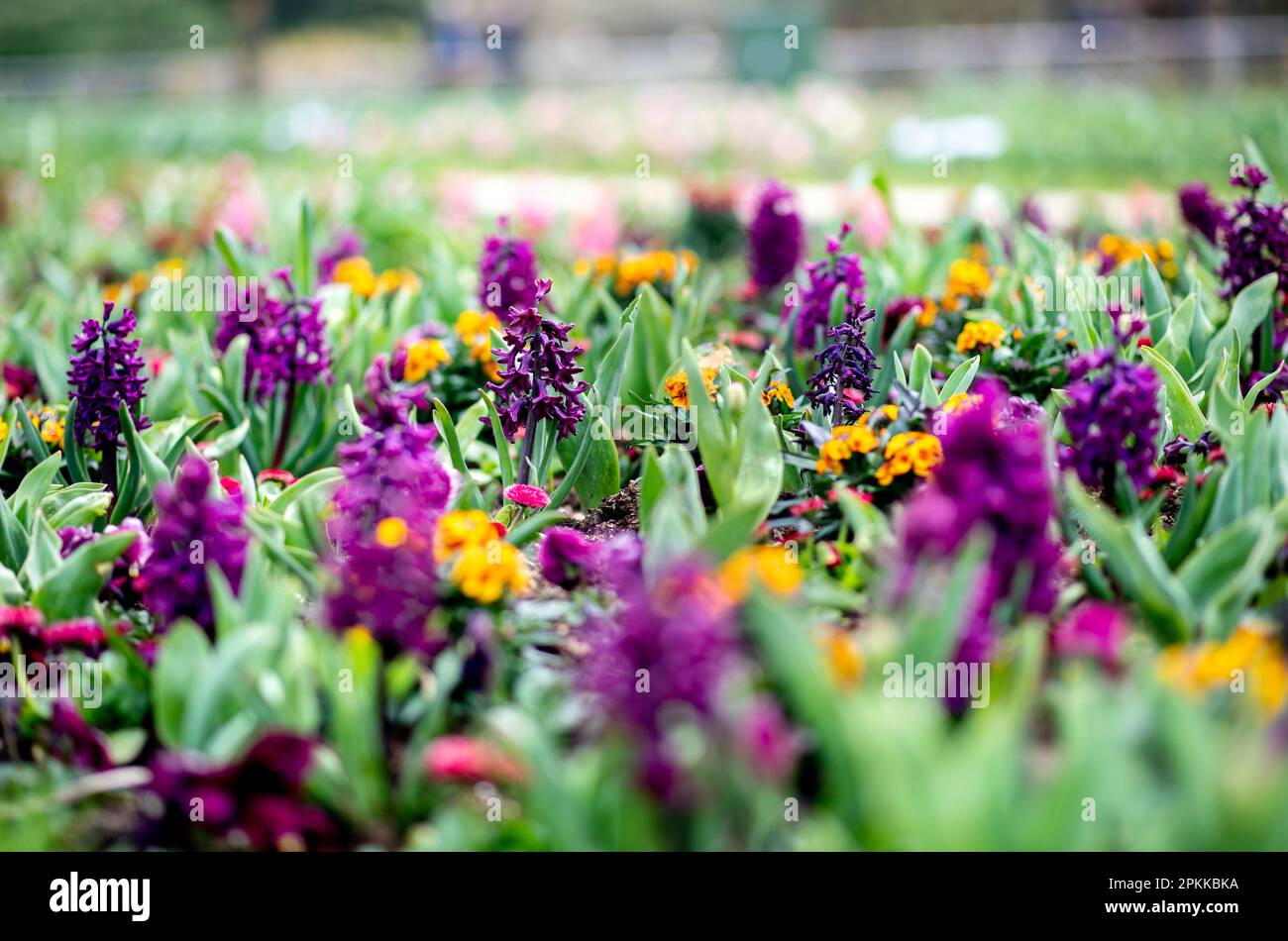 Bad Zwischenahn, Germany. 08th Apr, 2023. Numerous spring bloomers