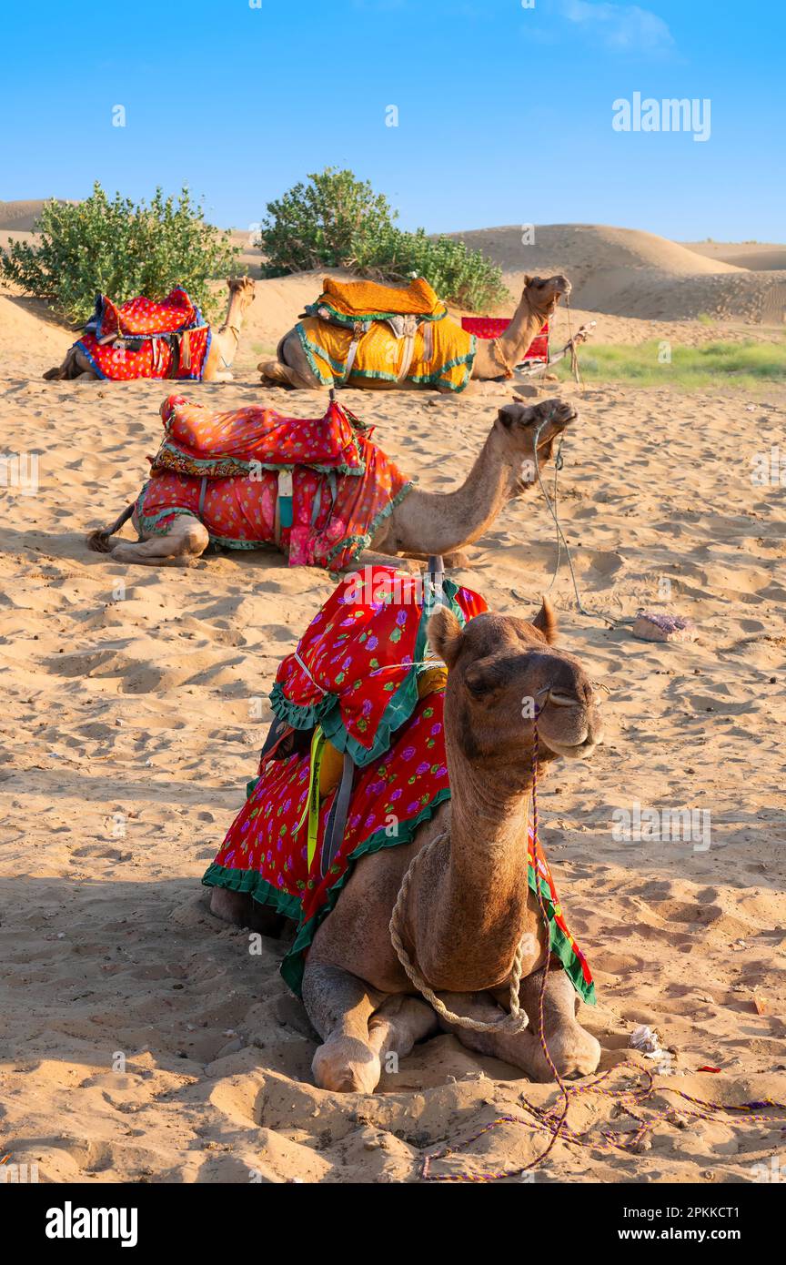 Thar desert, Rajasthan, India - 15.10.2019 : Camels with traditional ...