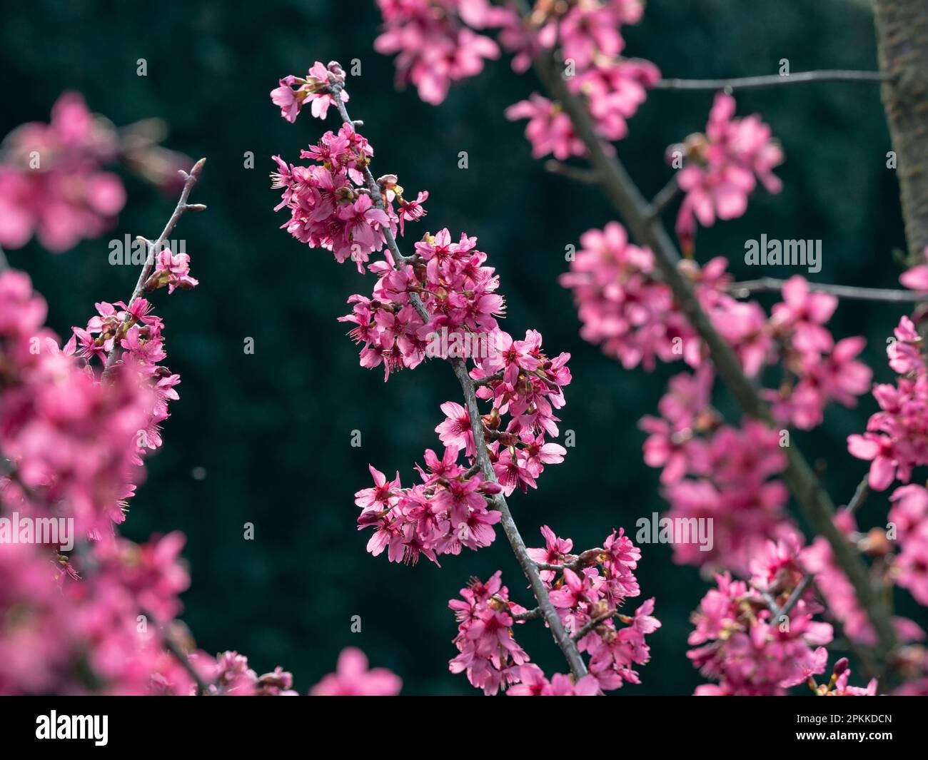 Prunus 'Collingwood Ingram'  in flower early april  Norfolk Stock Photo