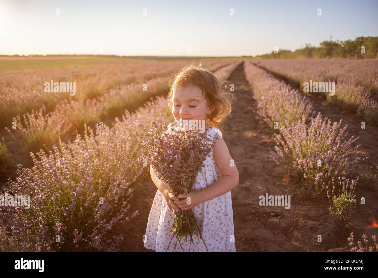 Close-up portrait of little girl in flower dress holding bouquet with purple lavender at sunset. Child stands among the rows in field. Walk in country Stock Photo