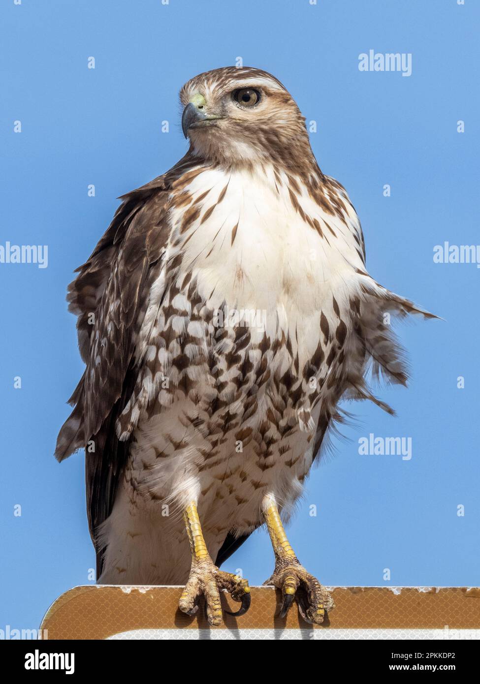 A young red-tailed hawk (Buteo jamaicensis), on a sign near Whitewater Draw, Coronado National Forest, Arizona Stock Photo