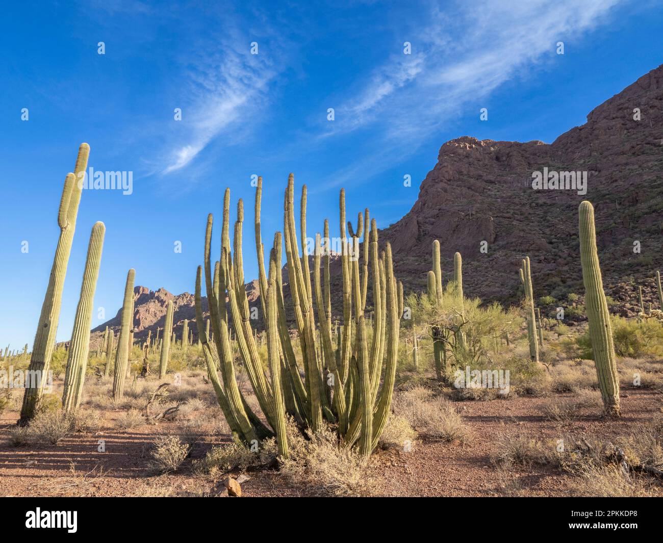 Organ pipe cactus (Stenocereus thurberi), Organ Pipe Cactus National Monument, Sonoran Desert, Arizona, United States of America, North America Stock Photo