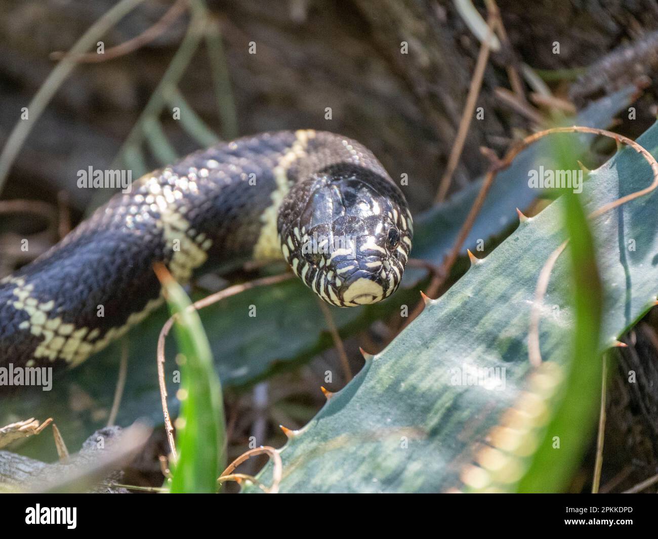 Adult California kingsnake (Lampropeltis californiae), Thong Chul, Tucson, Arizona, United States of America, North America Stock Photo
