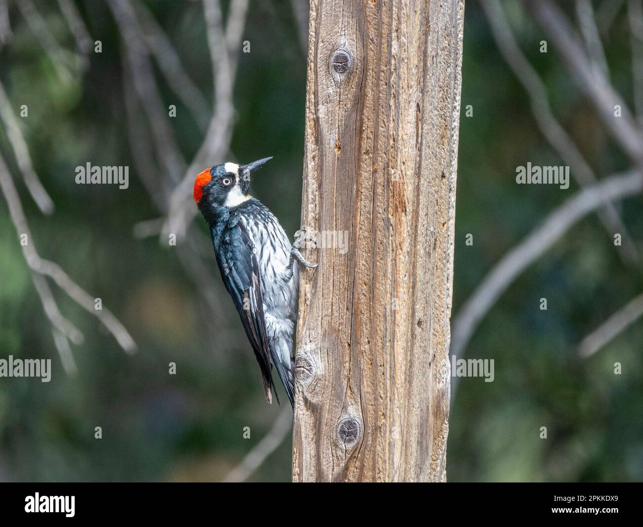 An adult female acorn woodpecker (Melanerpes formicivorous), Madera Canyon, southern Arizona, Arizona, United States of America, North America Stock Photo