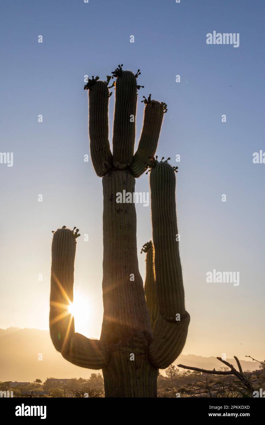 Saguaro cactus (Carnegiea gigantea), photographed at sunrise in the Sweetwater Preserve, Tucson, Arizona, United States of America, North America Stock Photo