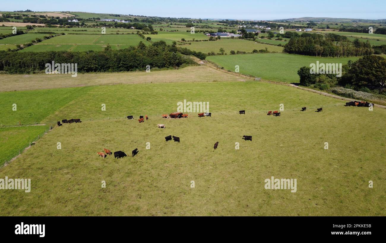 Cows on a meadow on a sunny summer day. Green farm fields at noon ...