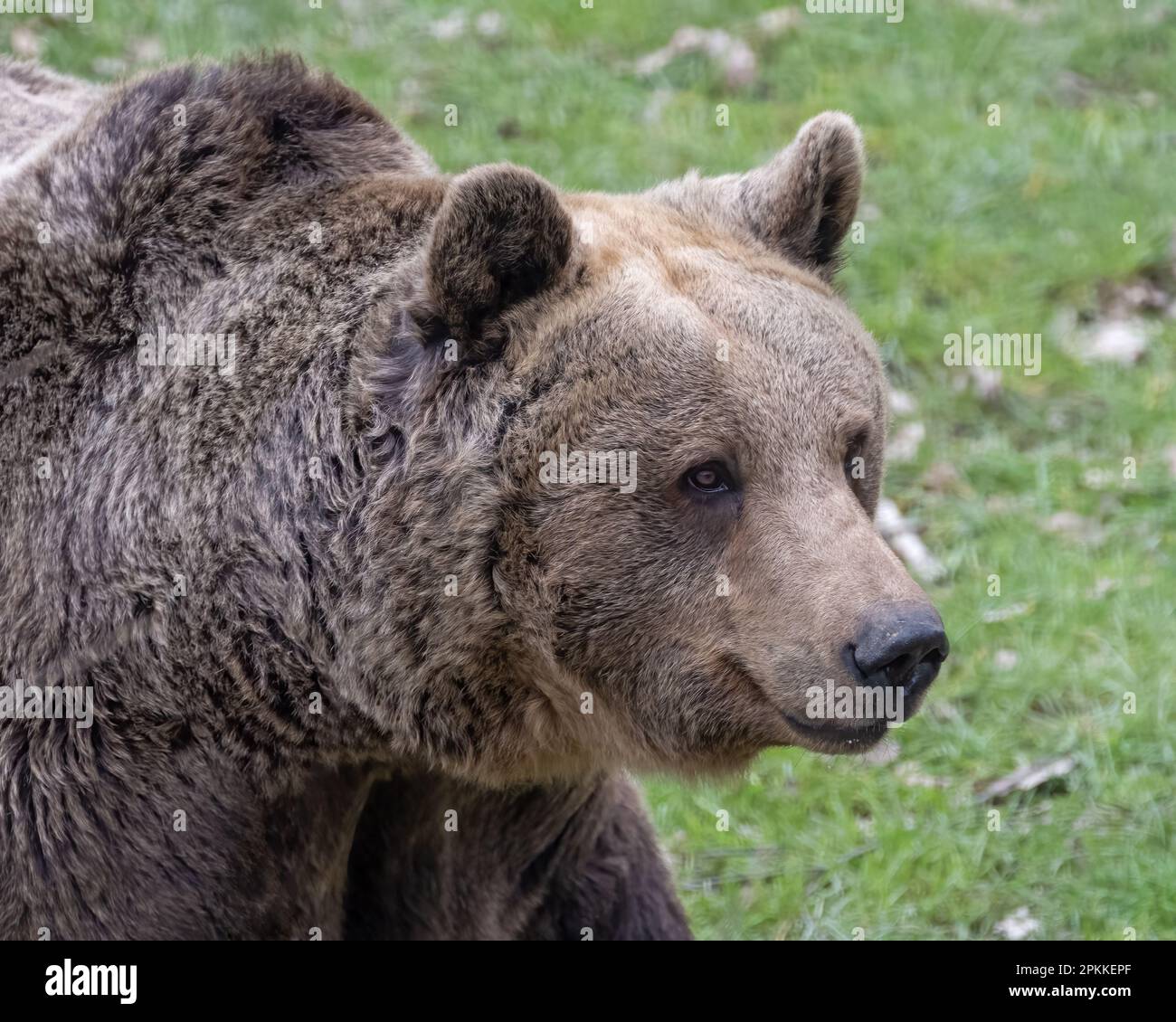 Grizzly bear at Wildwood, Kent, UK Stock Photo