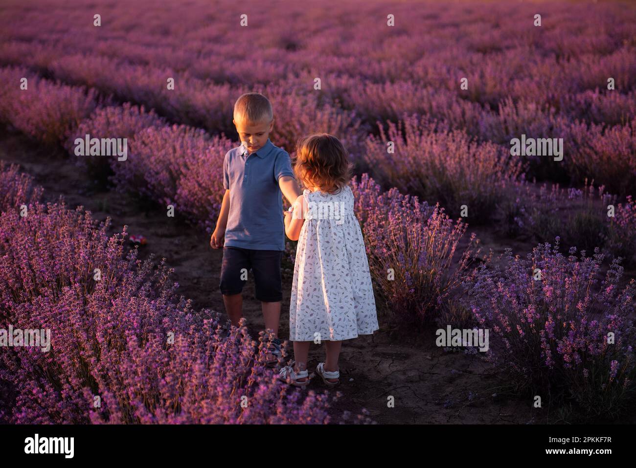 Playful little cute couple boy girl walk on purple lavender flower meadow field background, have fun, enjoy good sunny day. Excited small kids. Family Stock Photo