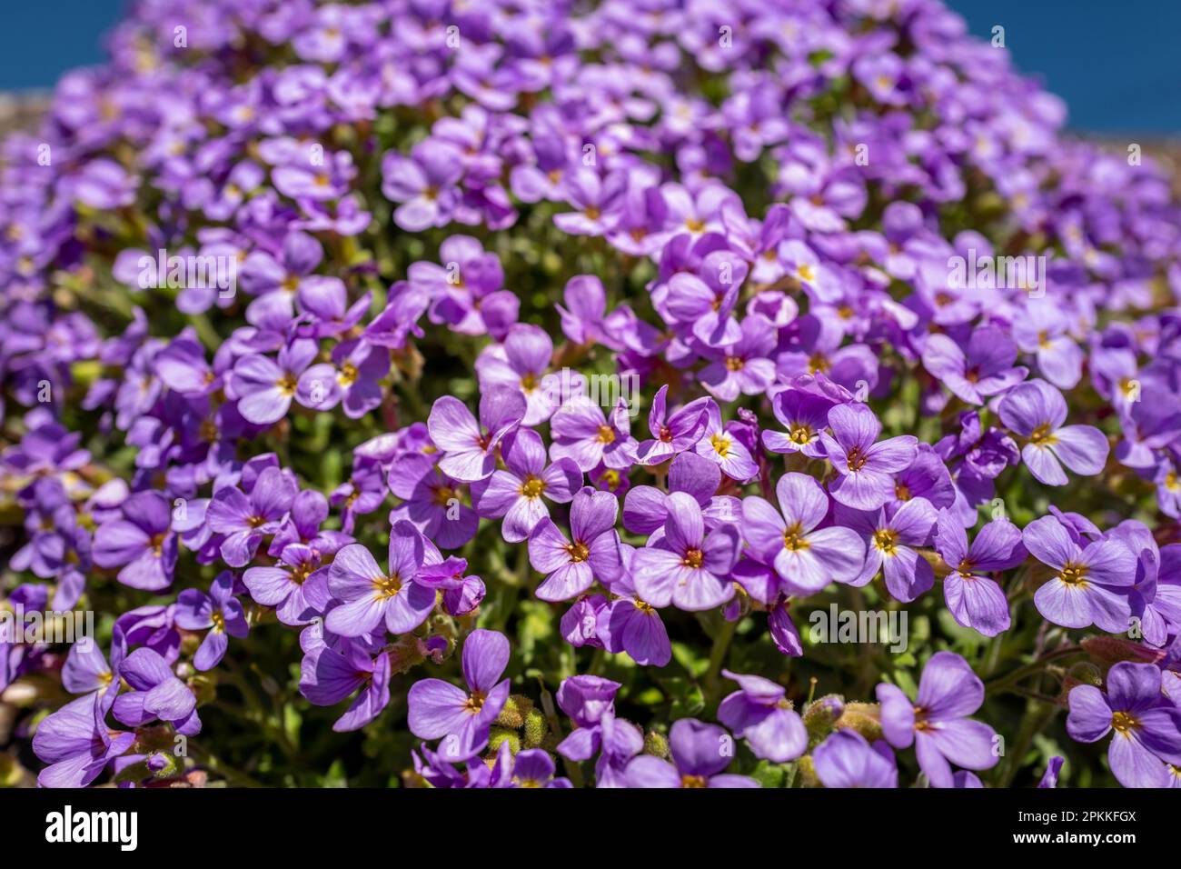 Winchelsea, April 3rd 2023 Aubretia Stock Photo Alamy