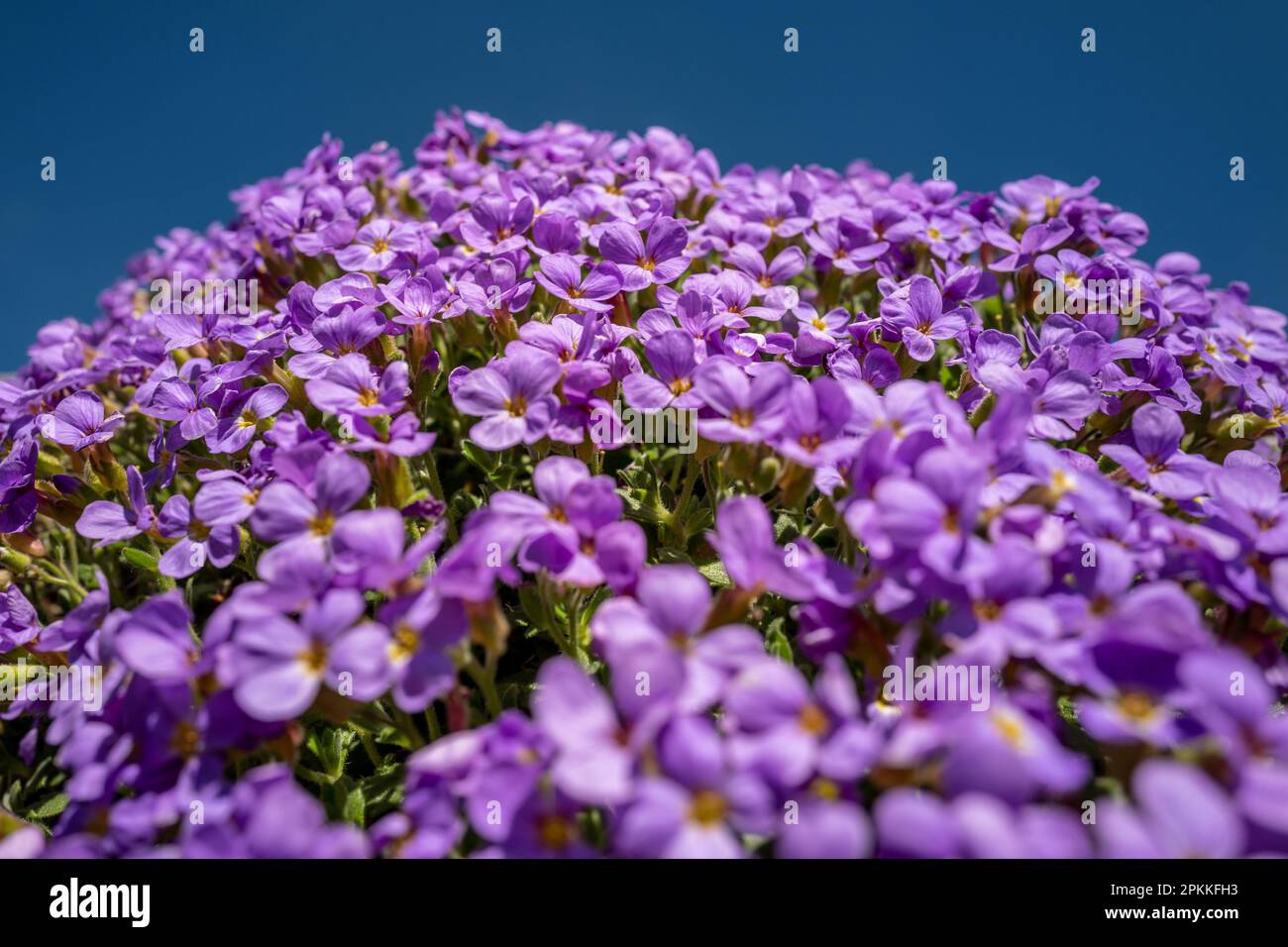 Winchelsea, April 3rd 2023 Aubretia Stock Photo Alamy