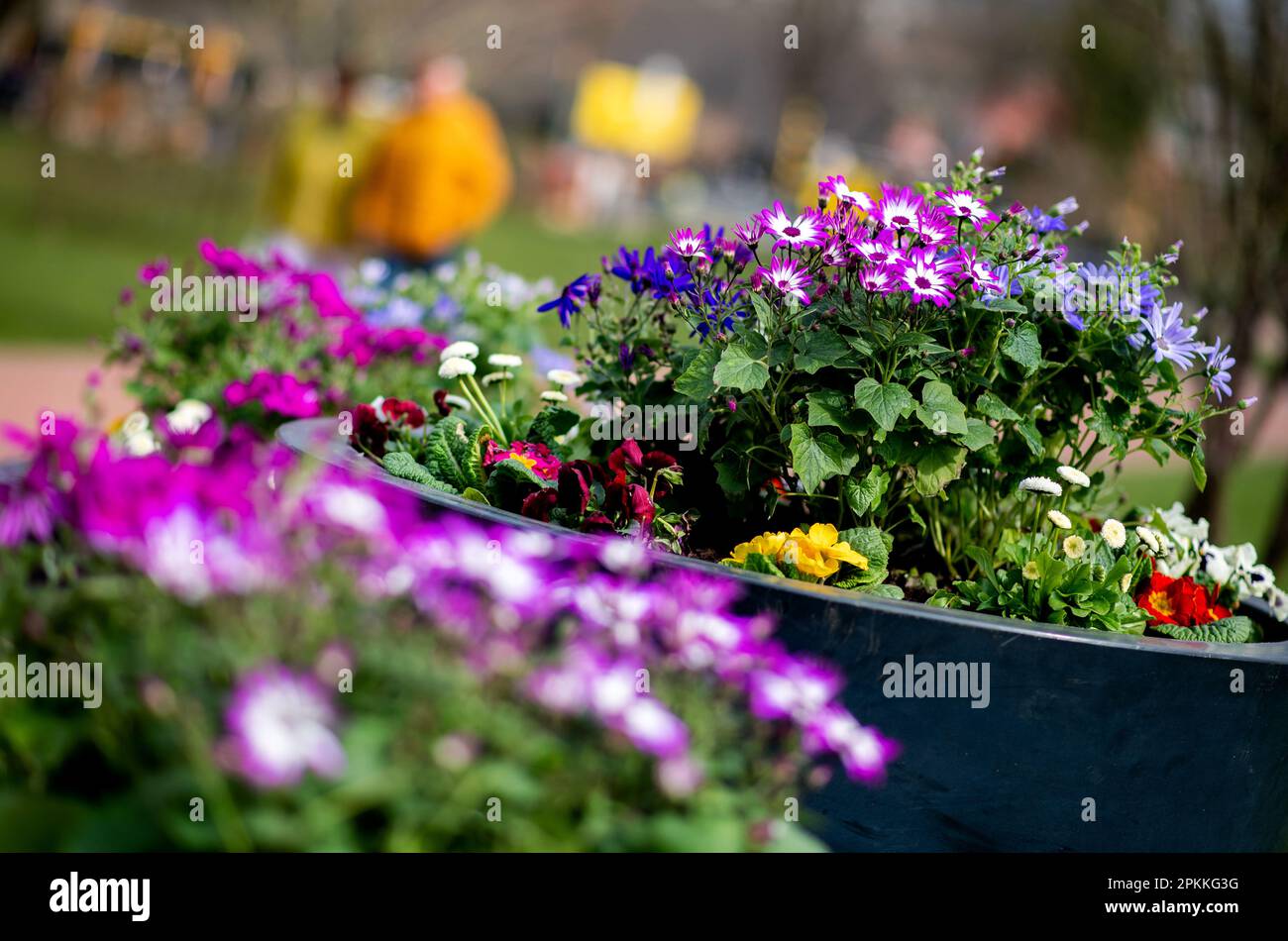 Bad Zwischenahn, Germany. 08th Apr, 2023. Numerous spring bloomers