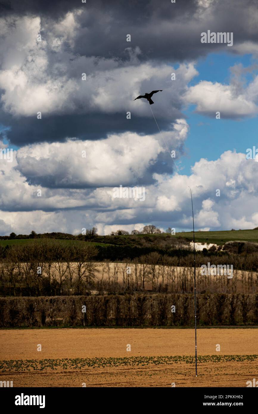 fake bird over a farmer's field to scare off the birds, Worthing, West Sussex, UK Stock Photo