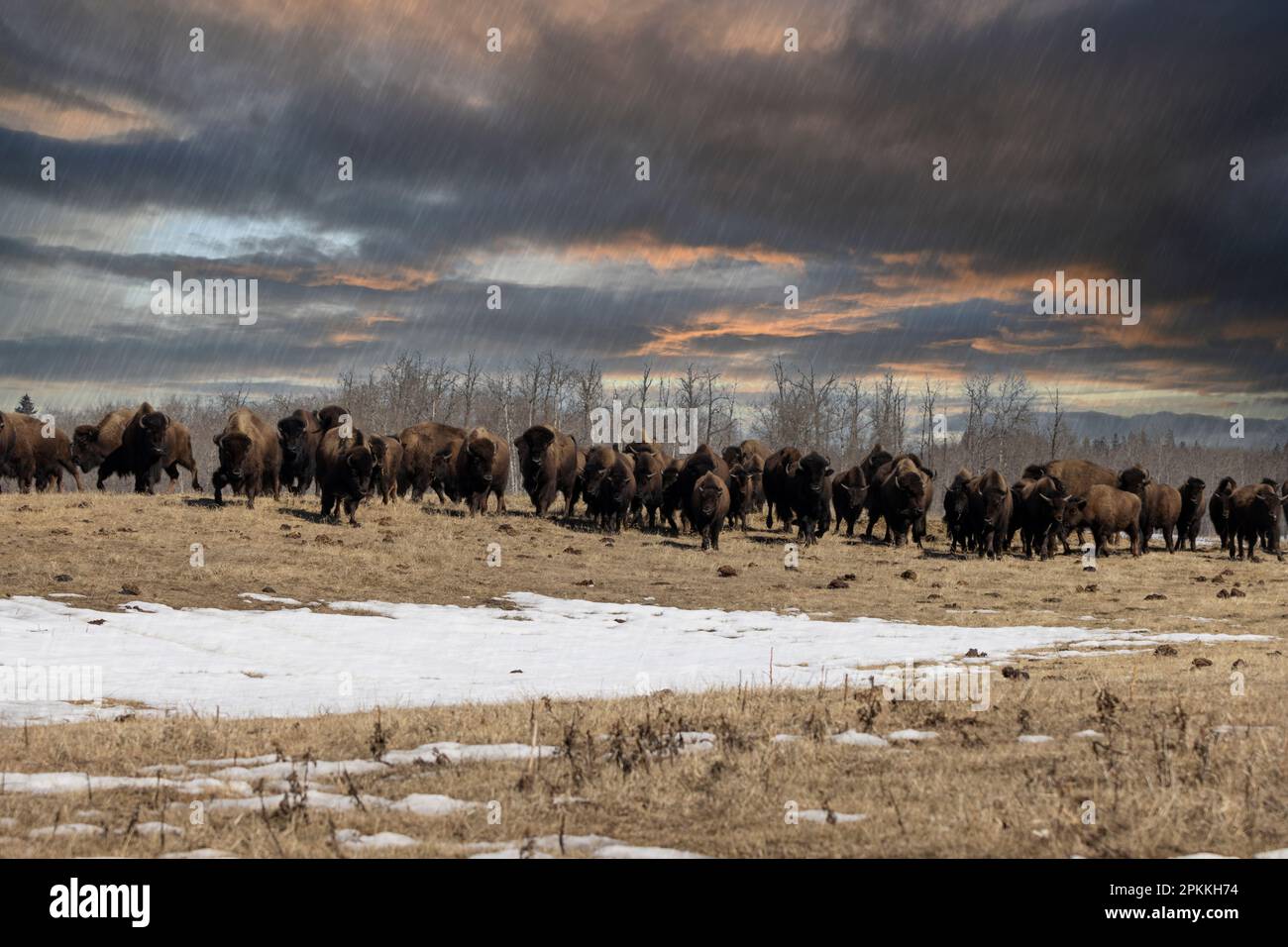 bison at elk island national park in alberta canada Stock Photo