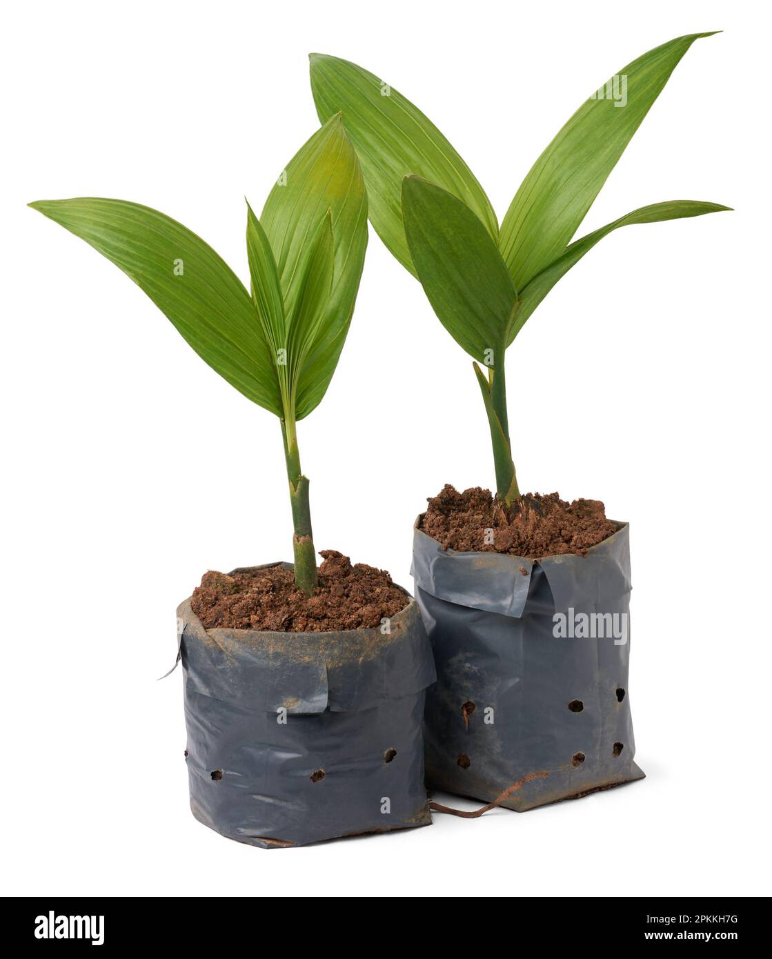 young areca nut plants, aka areca palm isolated in white background, areca nut palm, betel palm, betel nut palm or indian nut, tropical and commercial Stock Photo