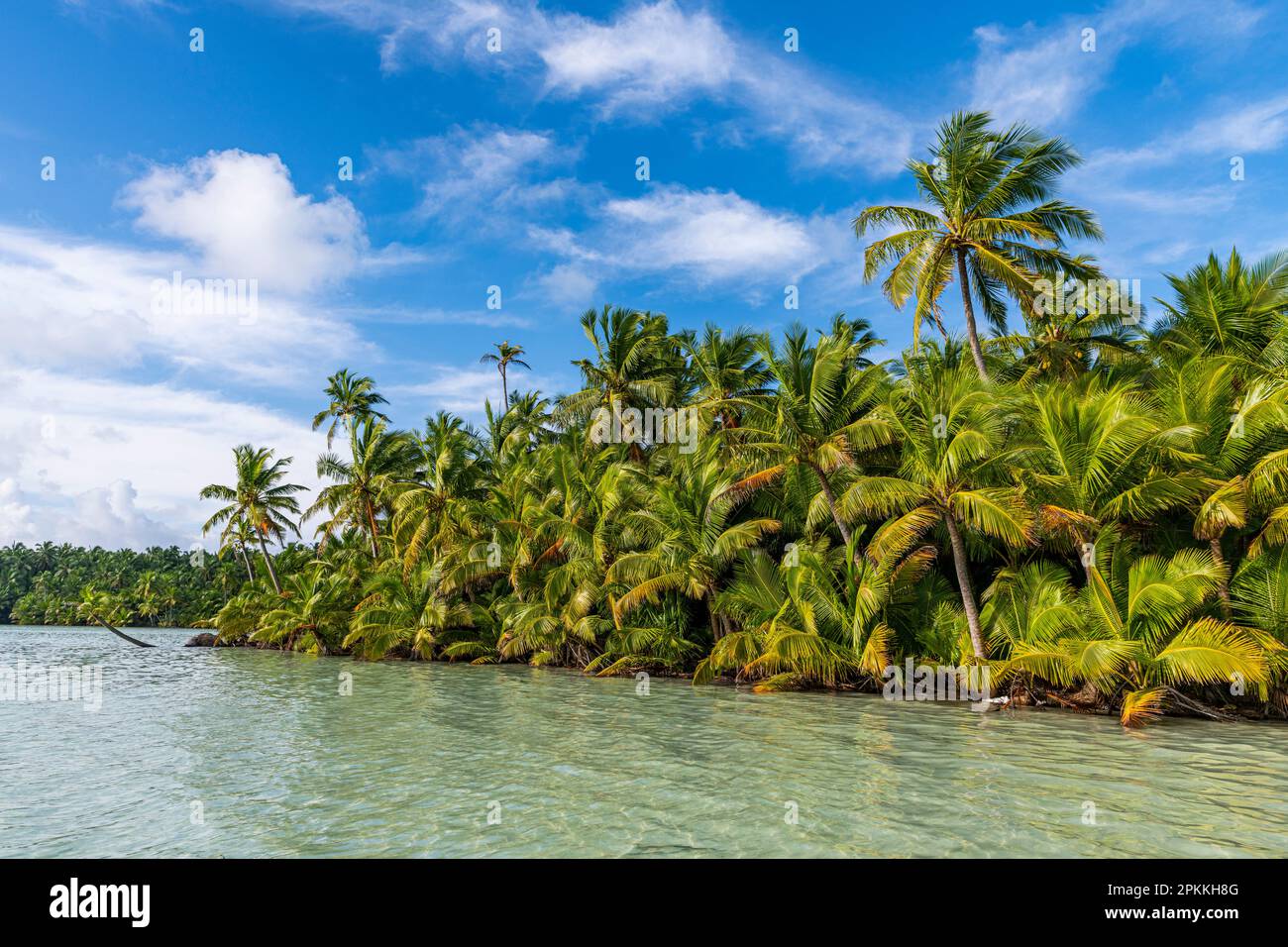 Palm tree grove right at the lagoon, Cocos (Keeling) Islands, Australian Indian Ocean Territory, Australia, Indian Ocean Stock Photo