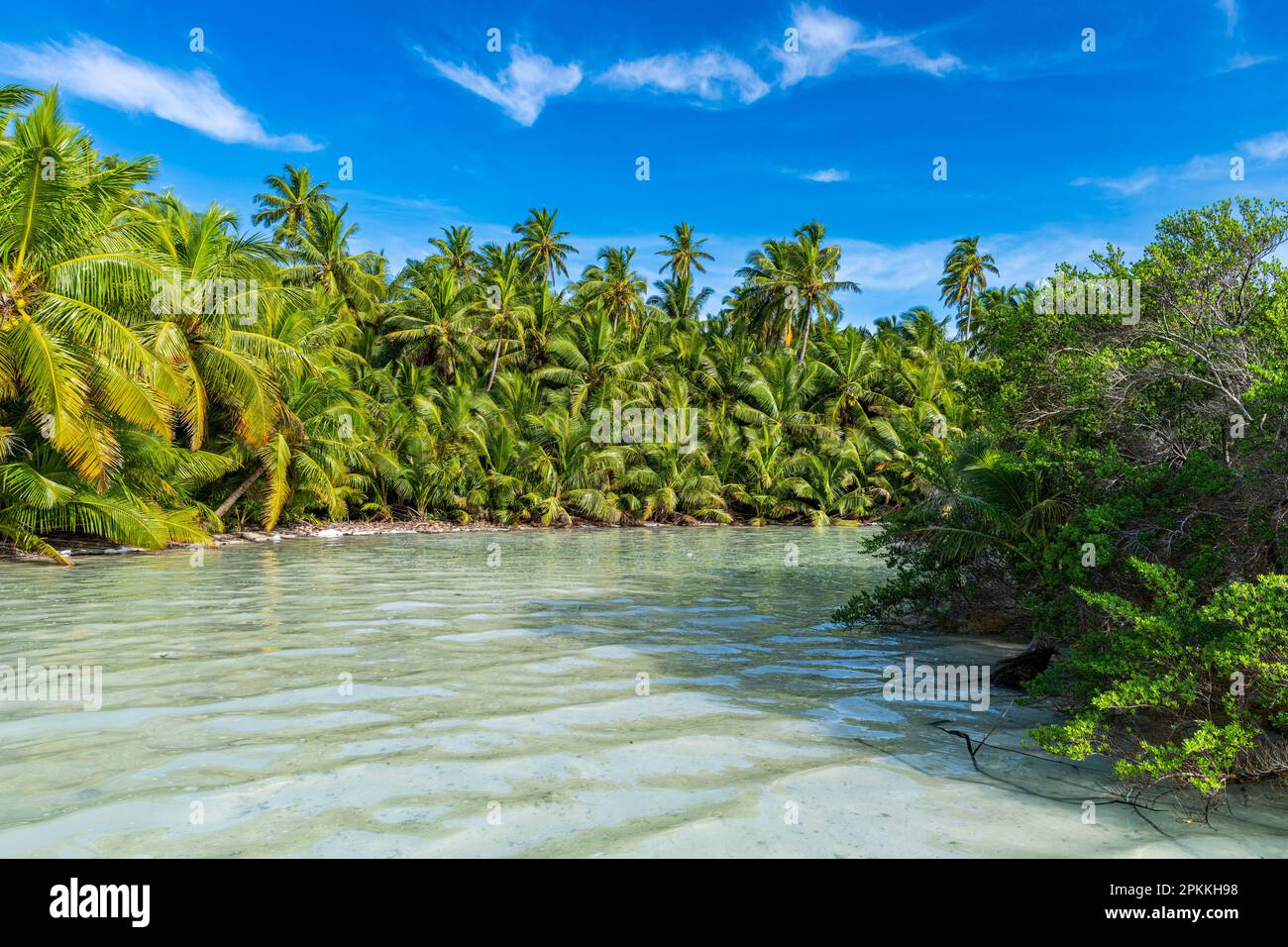 Palm tree grove right at the lagoon, Cocos (Keeling) Islands, Australian Indian Ocean Territory, Australia, Indian Ocean Stock Photo