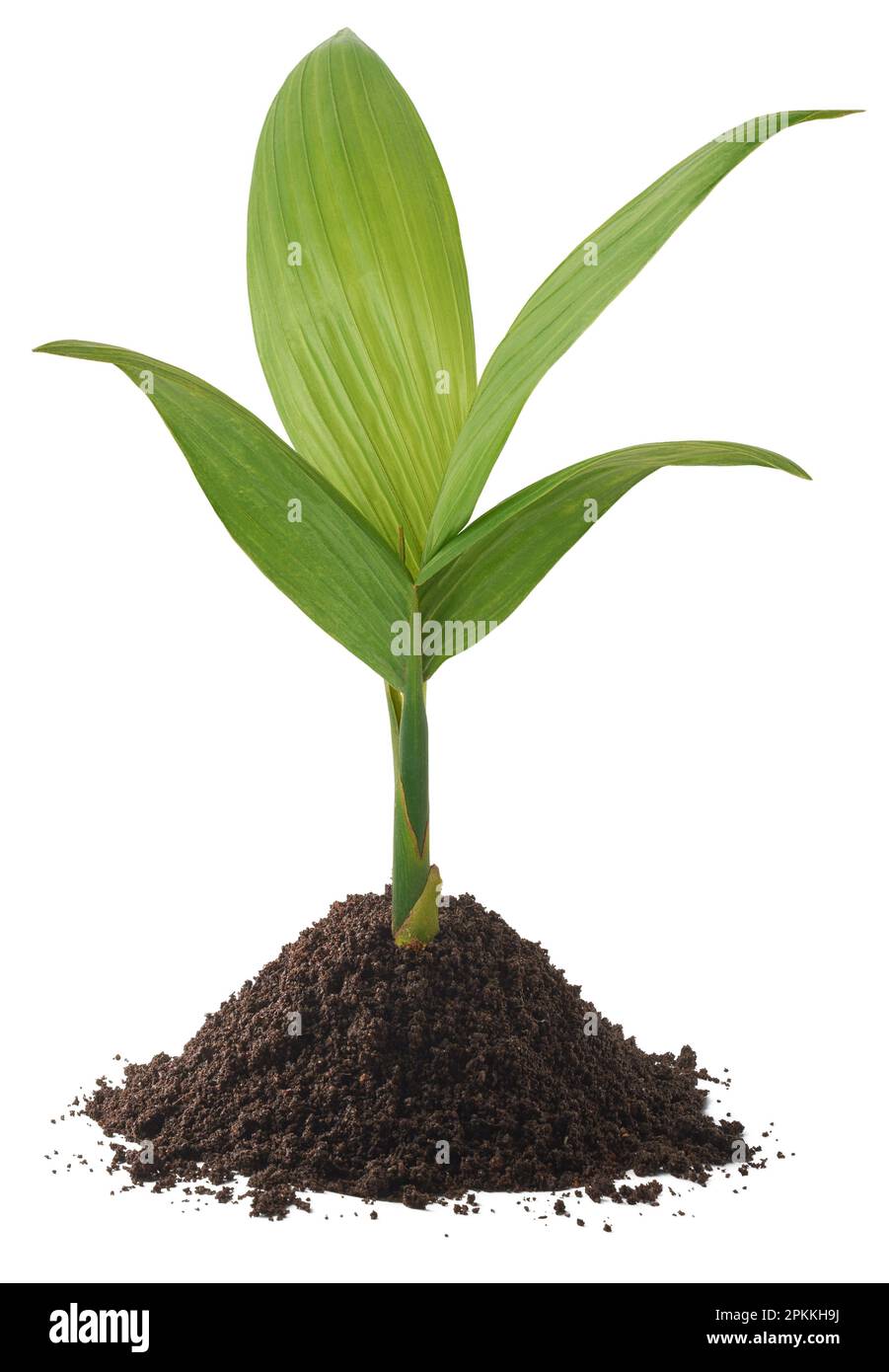 growing young areca nut plant isolated on white background, aka areca palm, areca nut palm, betel palm, betel nut palm or indian nut Stock Photo