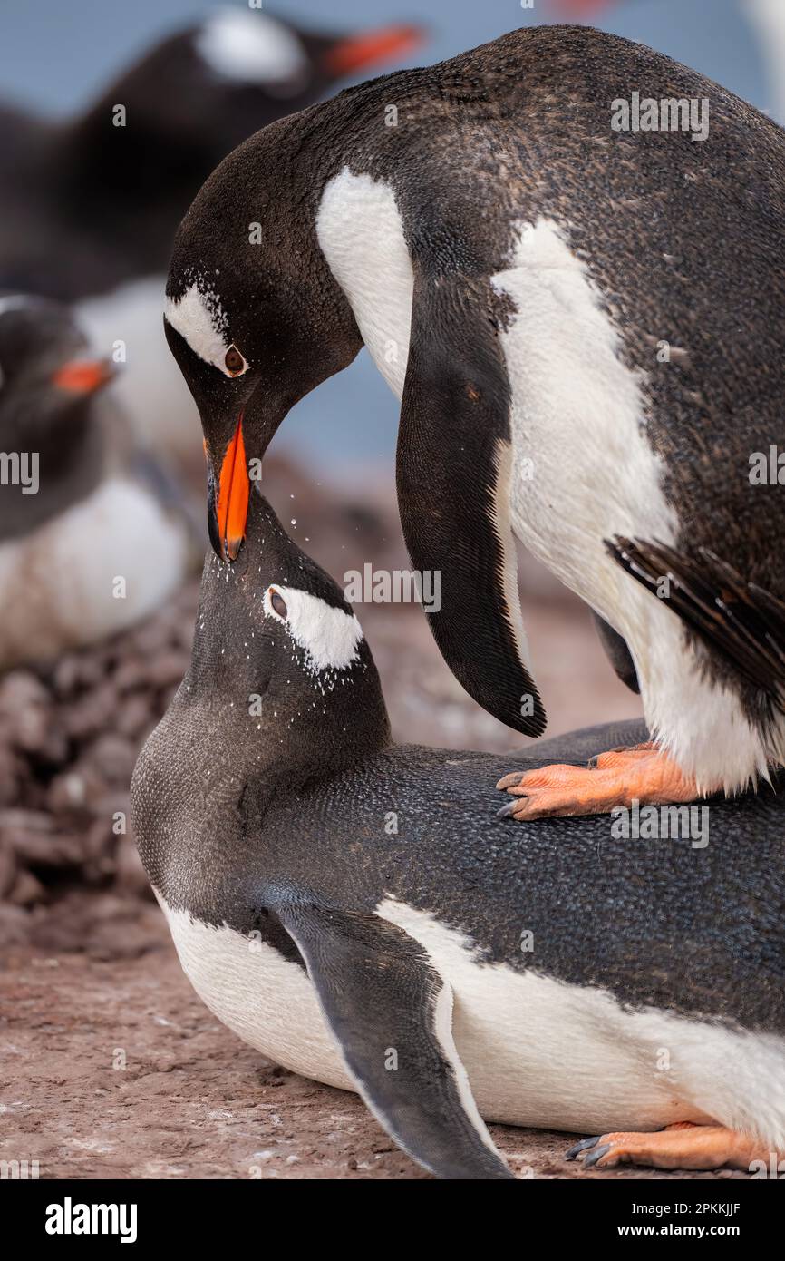 Emperor Penguins Mating