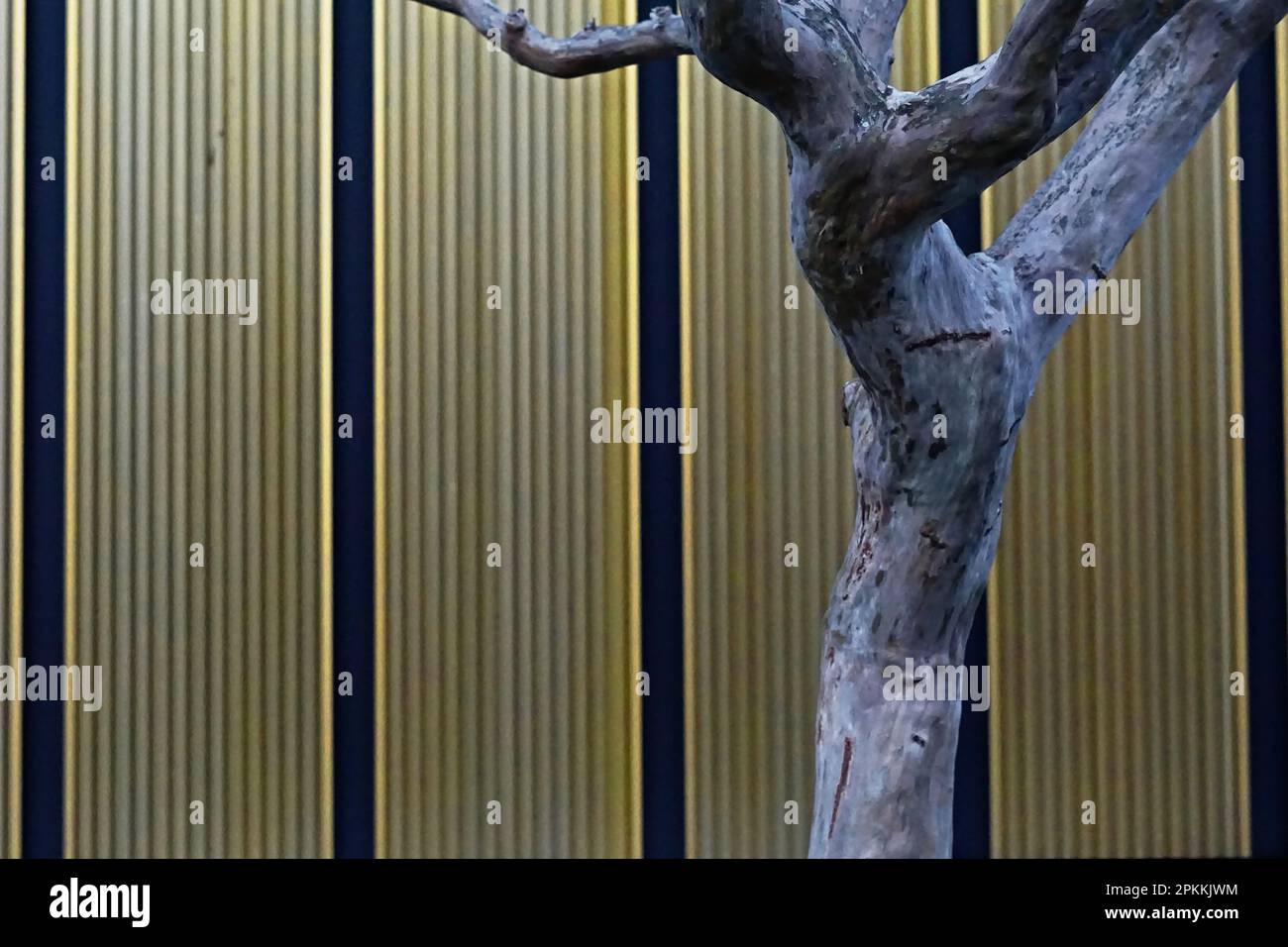 Dead tree in front of a golden wall as a art project Stock Photo