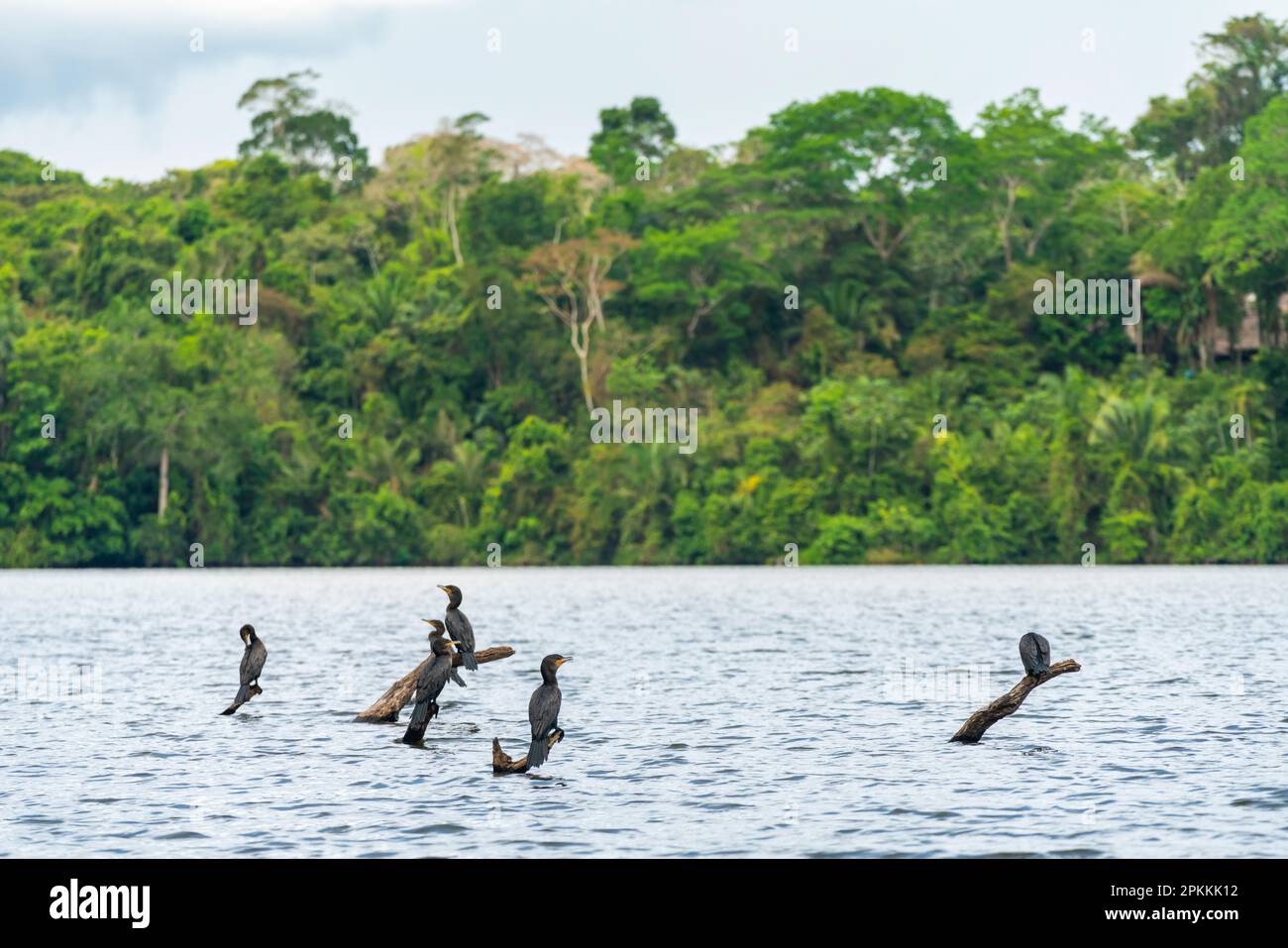 Neotropic Cormorant (Phalacrocorax brasilianus), Lake Sandoval