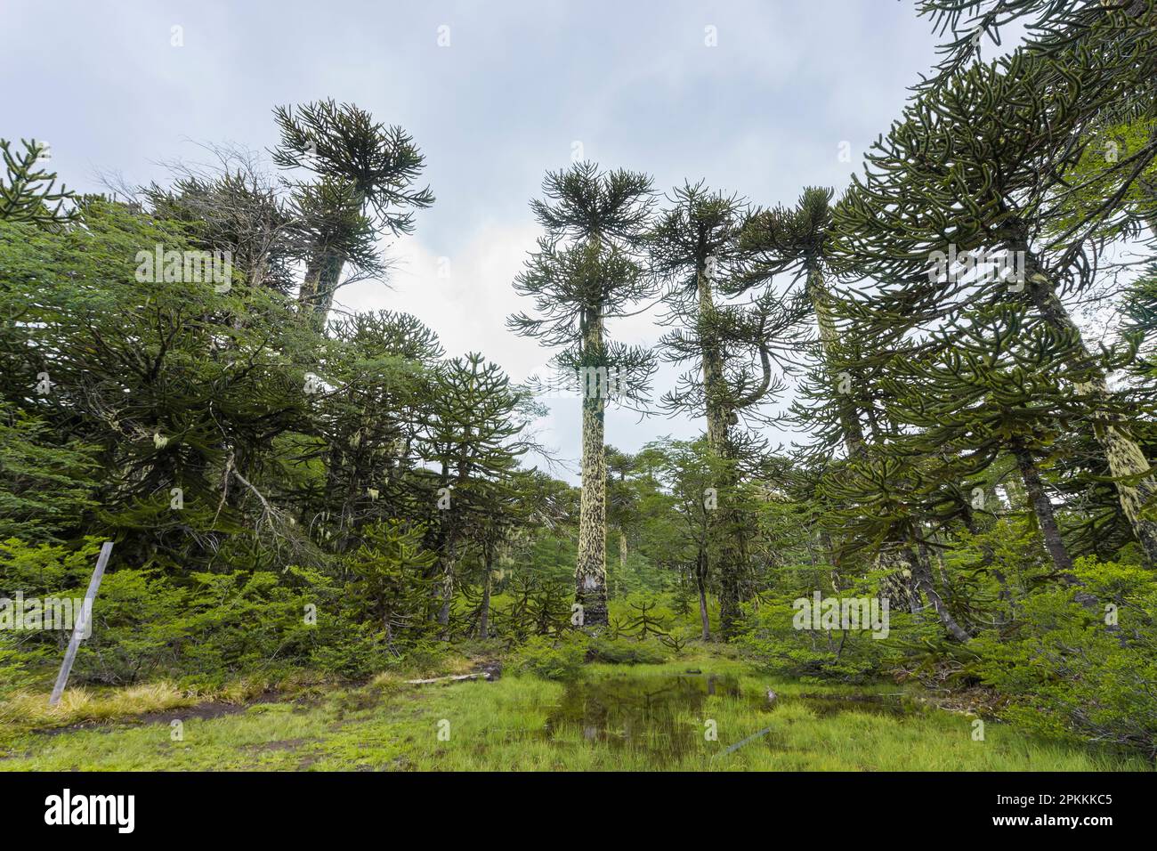 Low angle view of monkey puzzle tree (Araucaria araucana), Huerquehue National Park, Pucon, Chile, South America Stock Photo