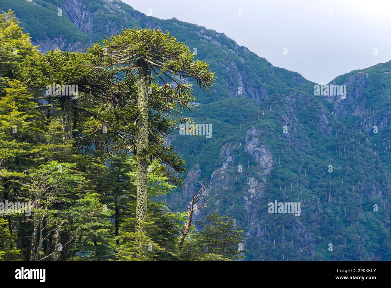 Araucaria chile hi-res stock photography and images - Alamy