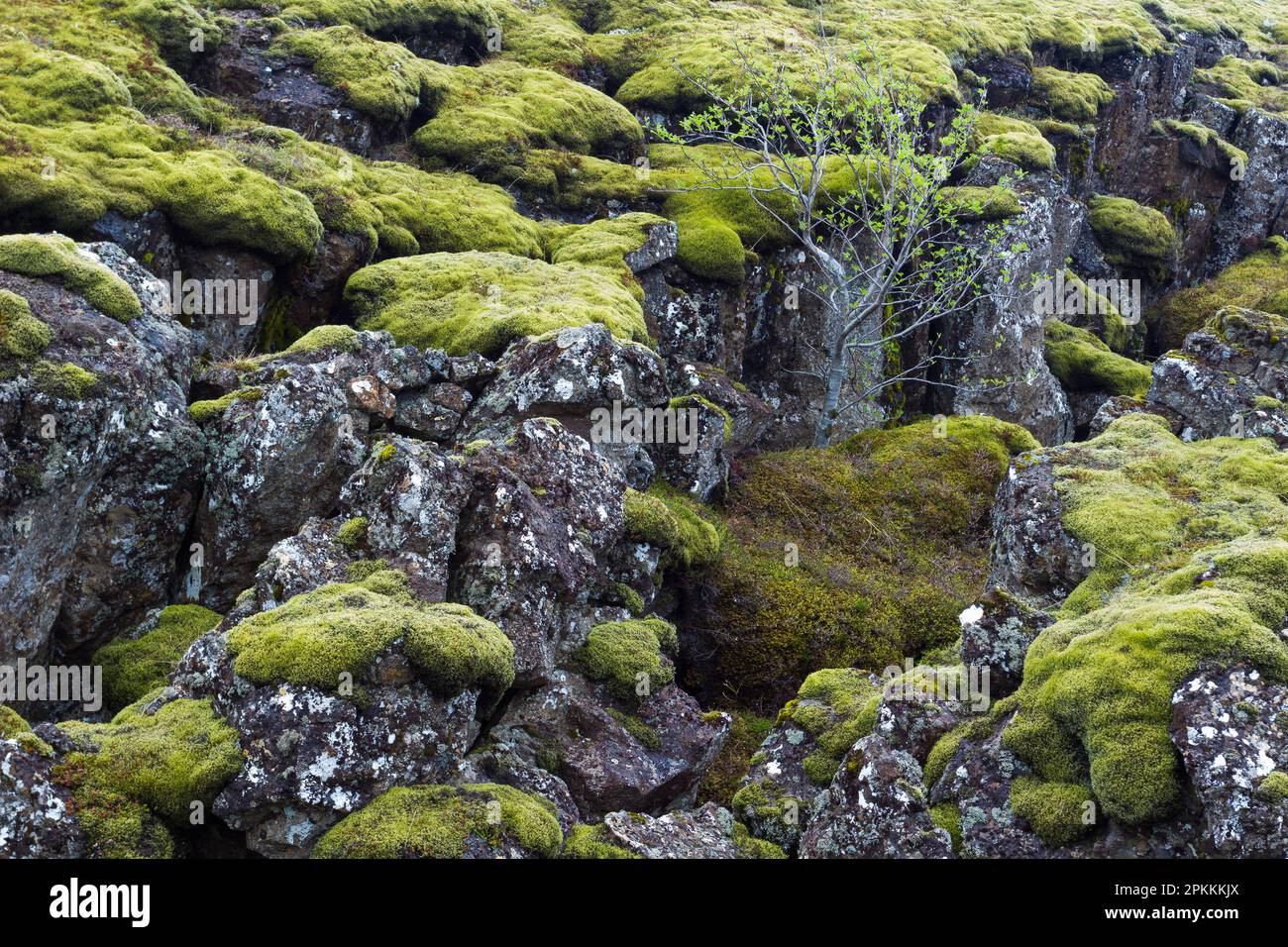 Tree growing in lava field covered with moss, Thingvellir National Park