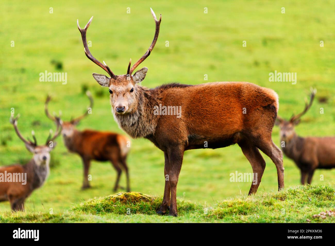Stag near Loch Ness, Highlands, Scotland, United Kingdom, Europe Stock Photo