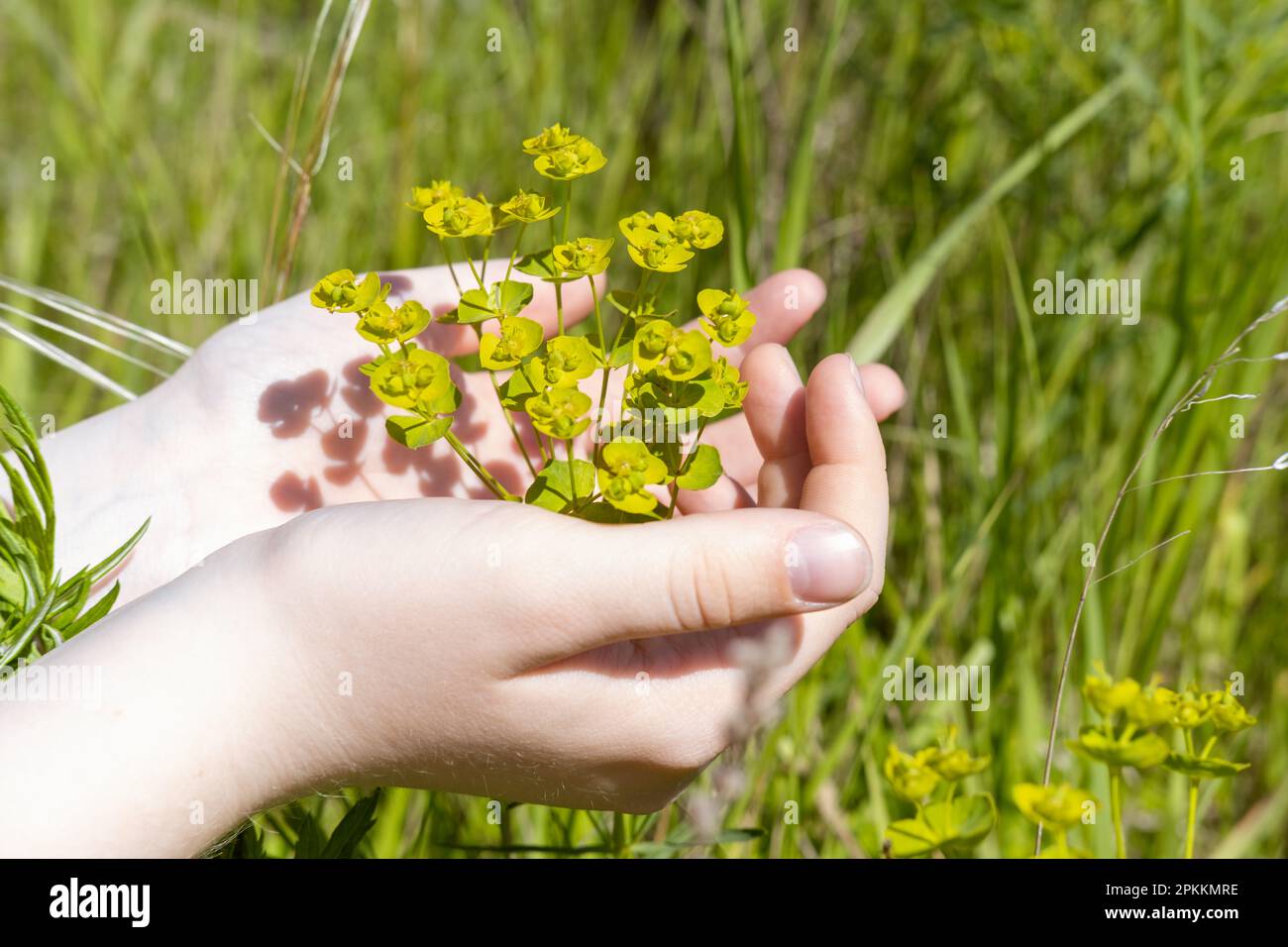 Women's palms holding a green flower, inflorescence in the meadow, showing the concept of rural life, wellness, springtime Stock Photo