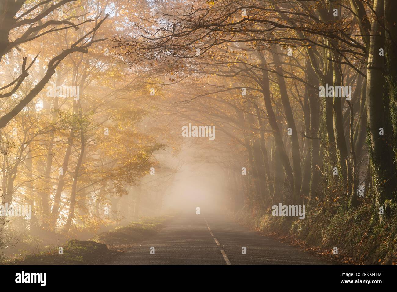 Country lane surrounded by colourful trees on a misty late autumn day, Wellington, Somerset, England, United Kingdom, Europe Stock Photo