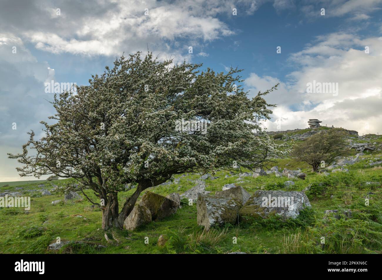 Hawthorn tree in blossom, Bodmin Moor, Cornwall, England, United Kingdom, Europe Stock Photo