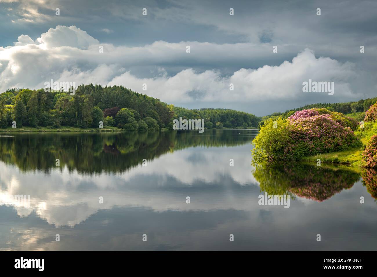 Reflections on a calm summer evening at Kennick Reservoir, Dartmoor National Park, Devon, England, United Kingdom, Europe Stock Photo