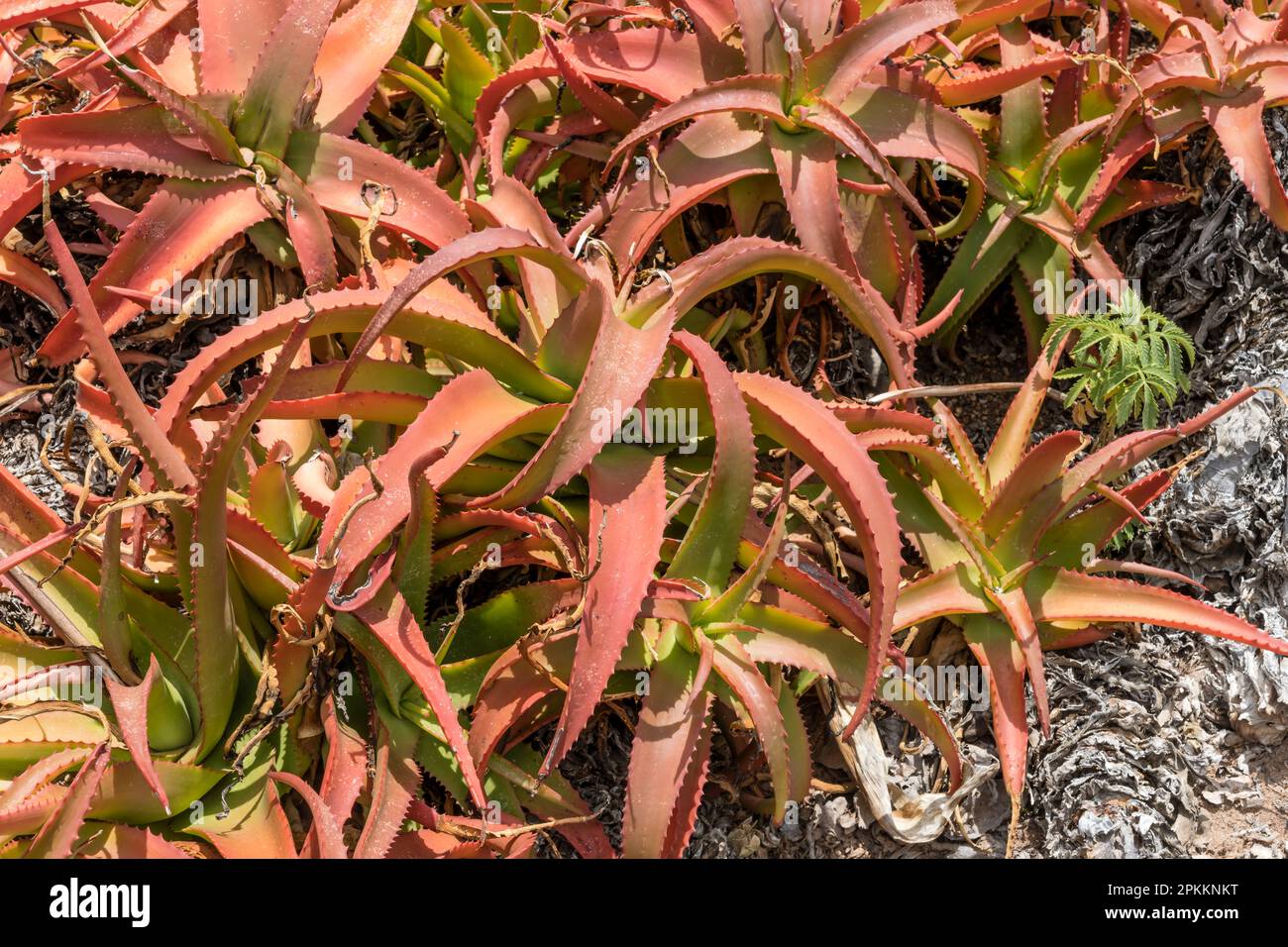 detail of Van Balen Aloe plants, shot at botanic garden in bright summer light, Worcester, Western Cape, South Africa Stock Photo