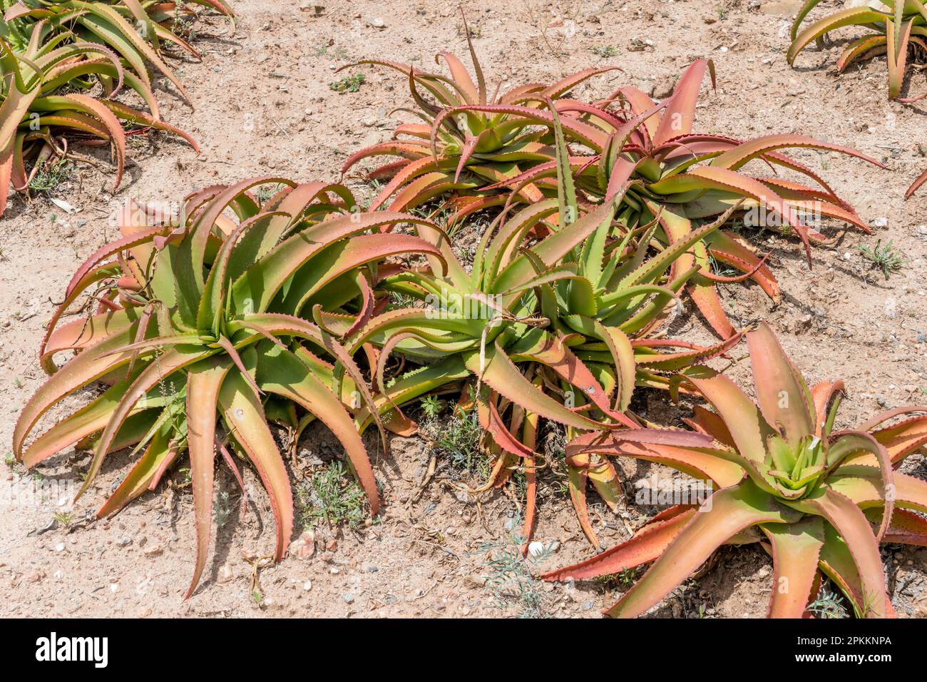 Van Balen Aloe plants, shot at botanic garden in bright summer light, Worcester, Western Cape, South Africa Stock Photo