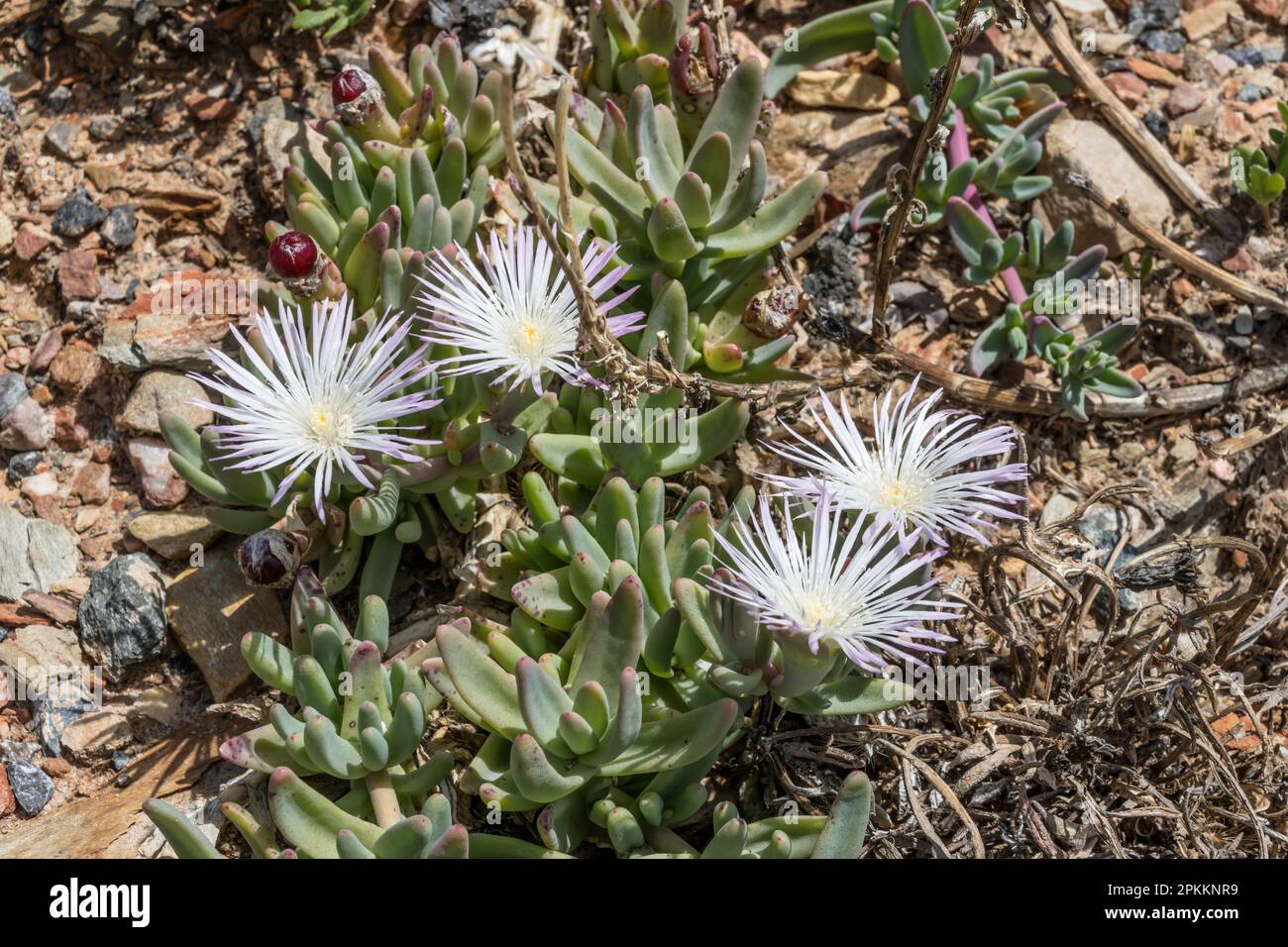 blossoming Delosperma Cooperi plant, shot at botanic garden in bright summer light, Worcester, Western Cape, South Africa Stock Photo
