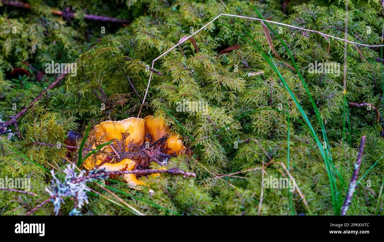 The yellow chanterelle mushroom grows among the tall, damp green moss in the forest Stock Photo