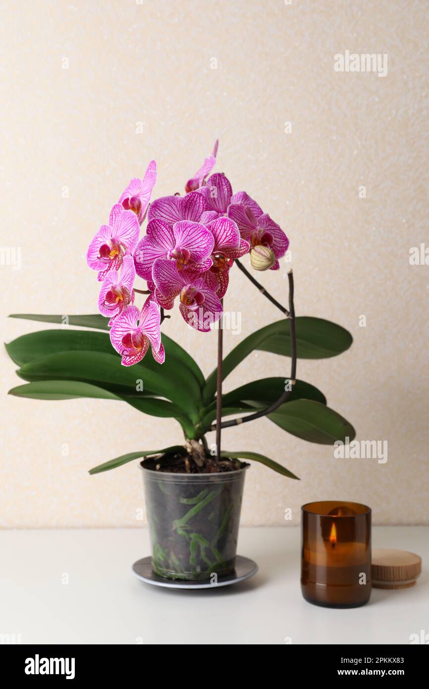 Beautiful blooming orchid and burning candle on white table near beige wall Stock Photo