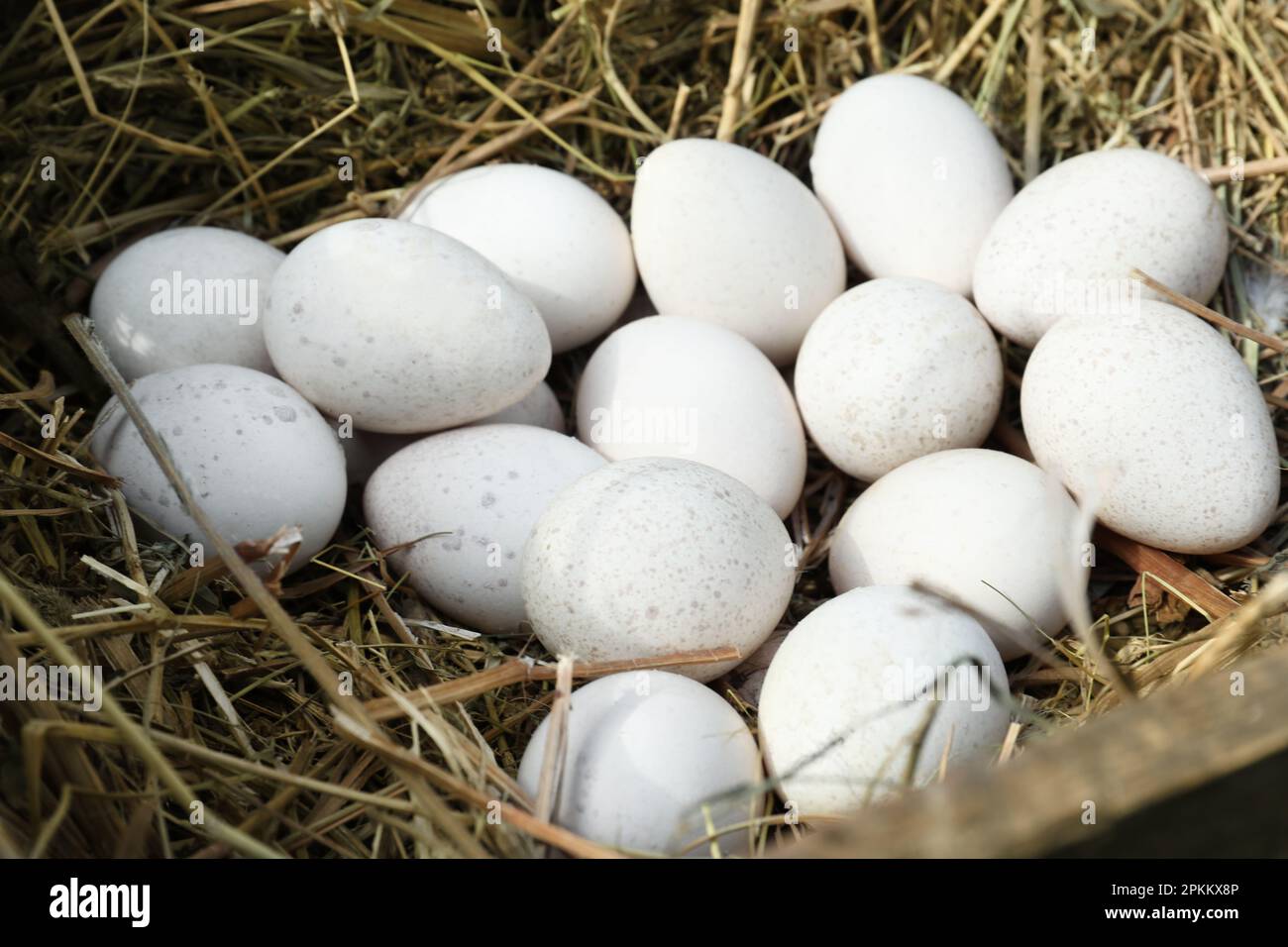 Pile of white turkey eggs in nest, closeup Stock Photo Alamy