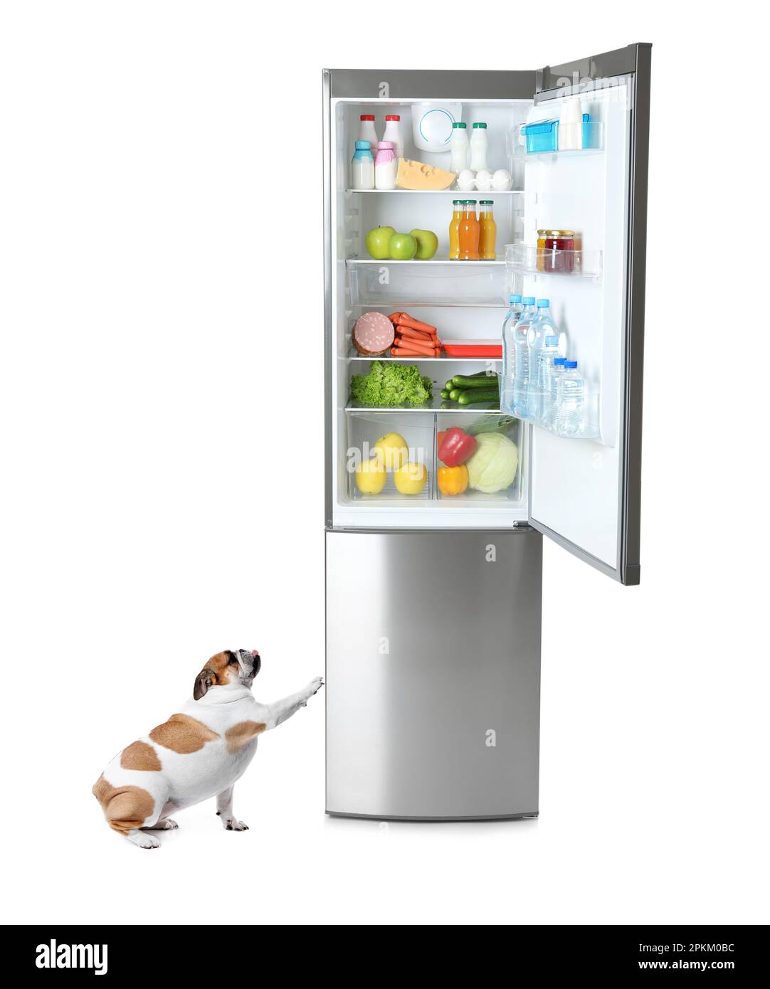 Cute English bulldog near open refrigerator with many different products on  white background Stock Photo - Alamy