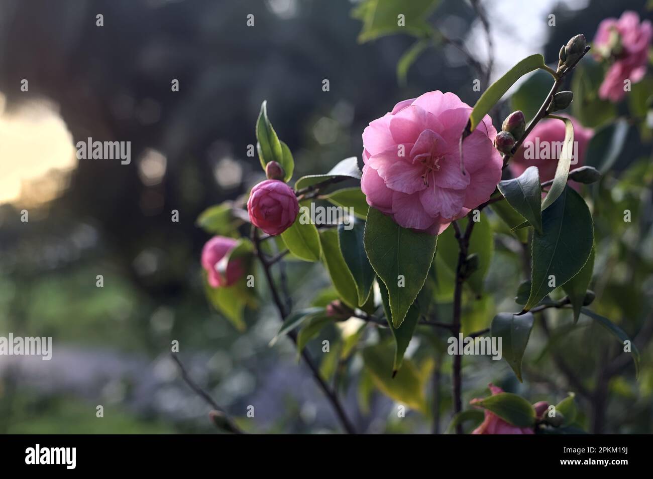 Camellia bush in bloom seen up close at sunset Stock Photo Alamy