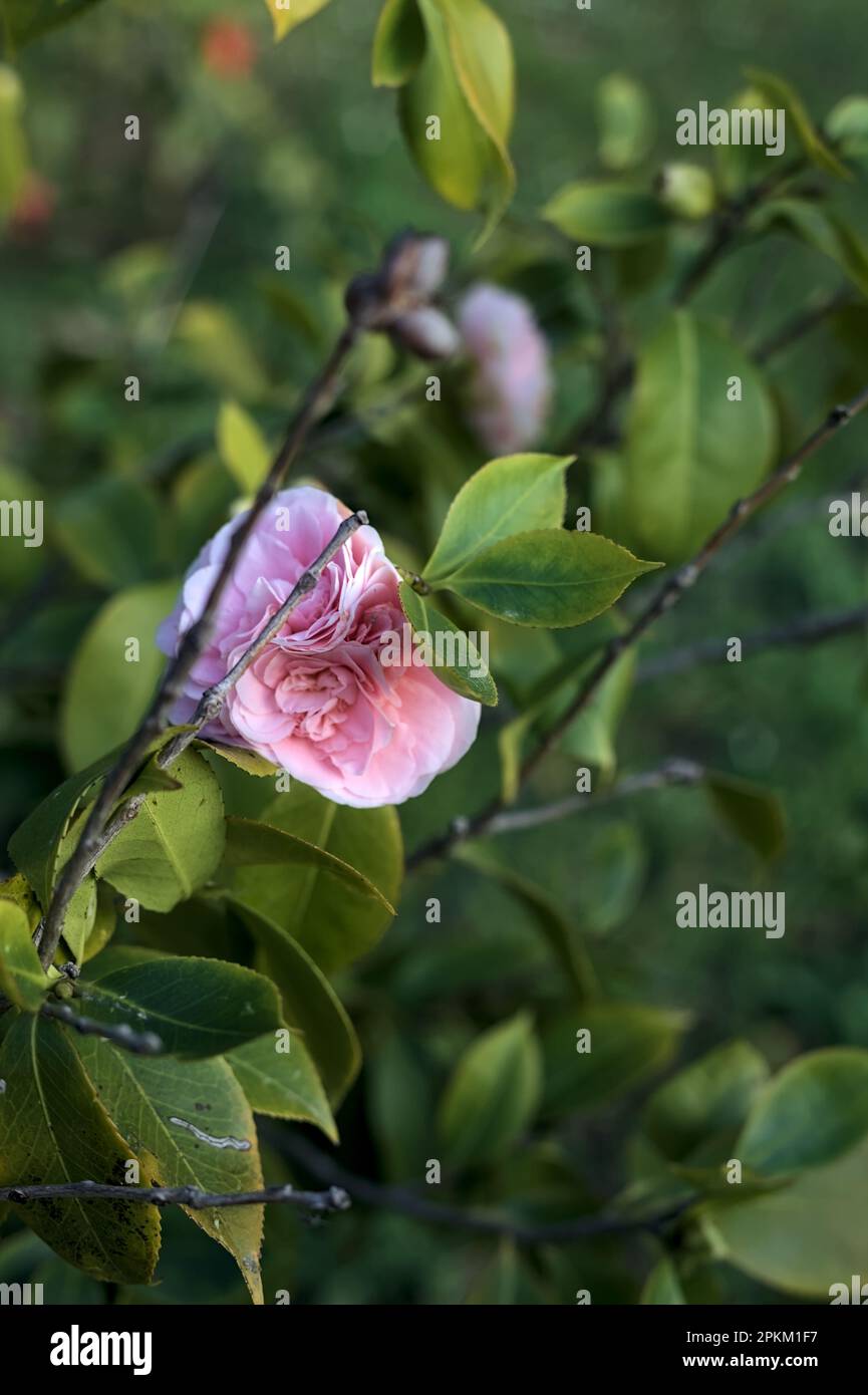 Camellia bush in bloom seen up close at sunset Stock Photo Alamy