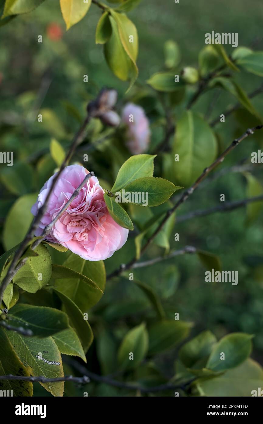 Camellia  bush in bloom seen up close at sunset Stock Photo