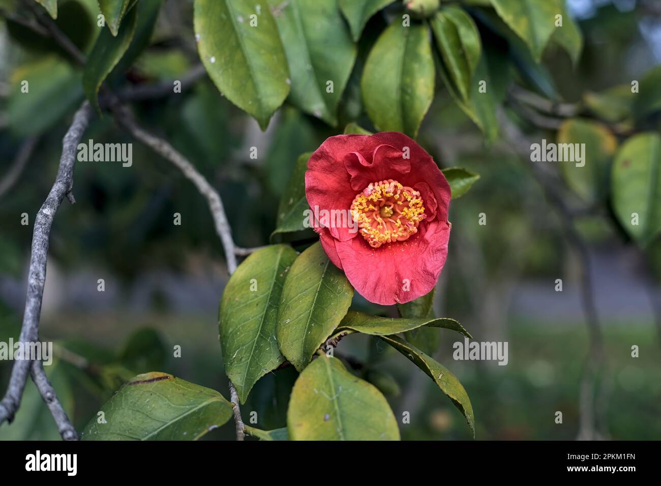 Camellia  bush in bloom seen up close at sunset Stock Photo