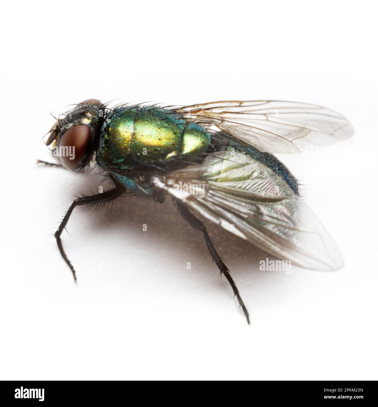 Latin name is Lucilia caesar - The ferocious and greedy fly that Homer wrote about in the Iliad. Extreme close up fly Stock Photo