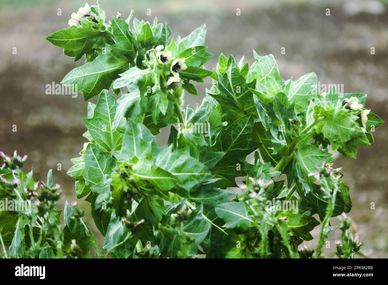 Black henbane (Hyoscyamus niger). Photos flowering plant in the counter after the rain Stock Photo