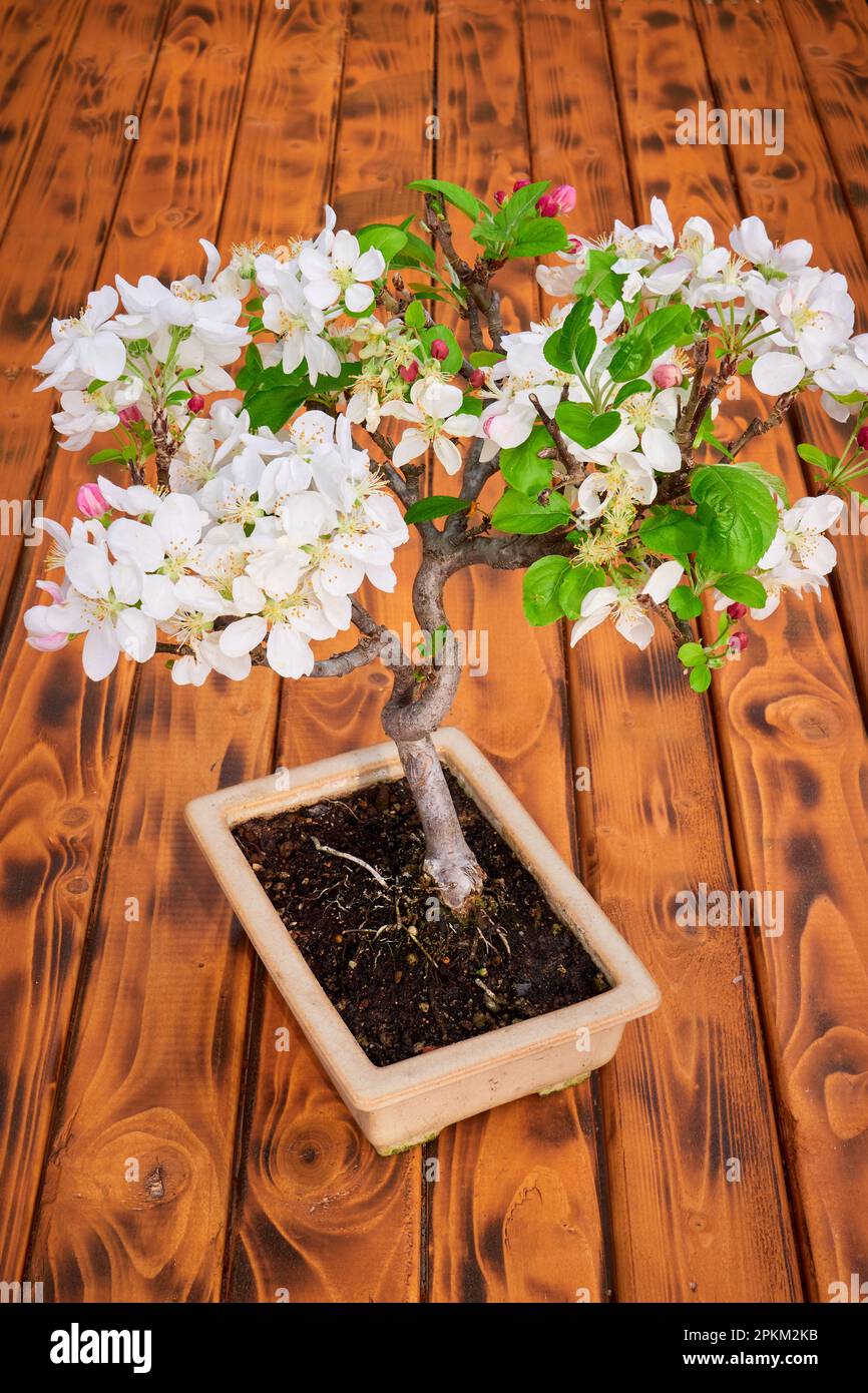 Apple Tree Bonsai Blossom (Malus Stock Photo Alamy