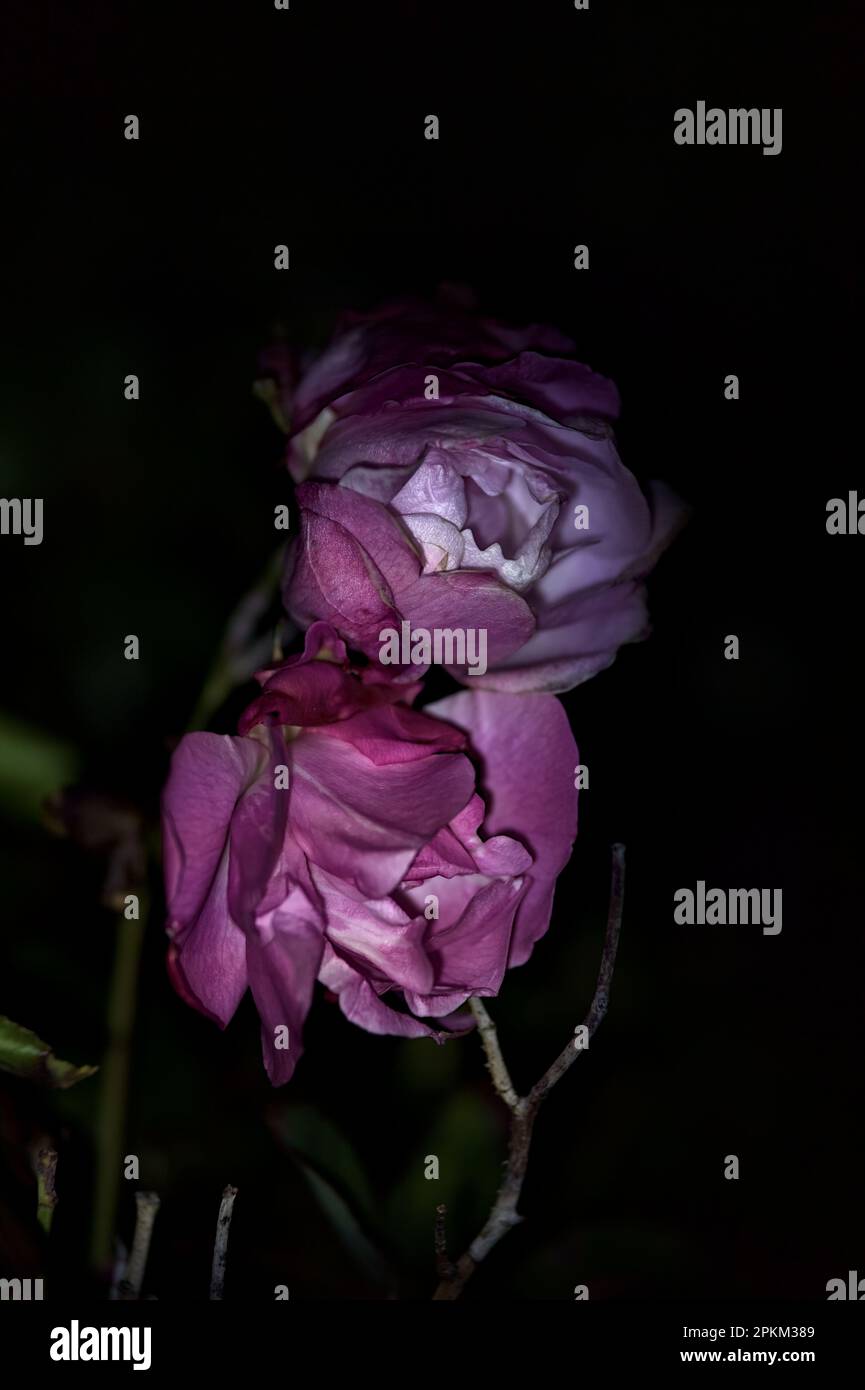 Pink roses in bloom seen up close under a direct light Stock Photo - Alamy