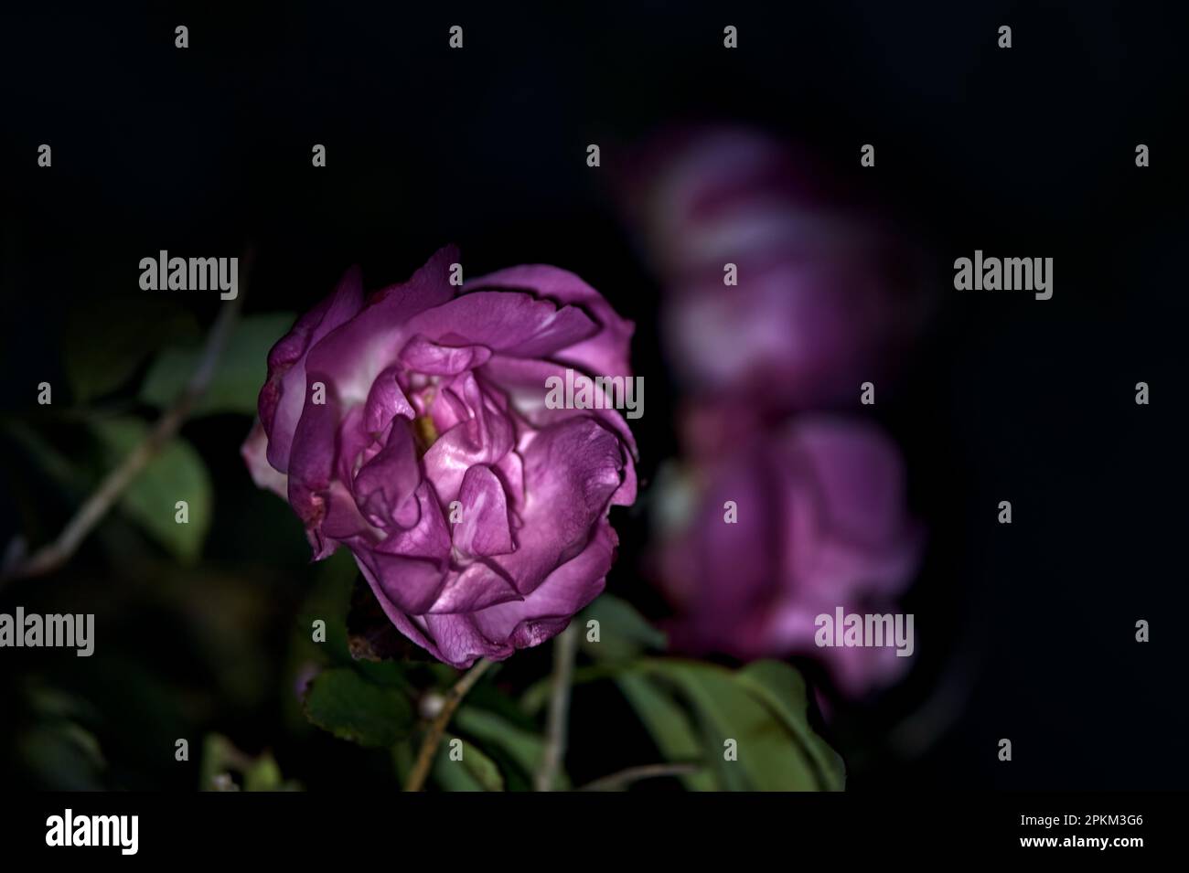 Pink roses in bloom seen up close under a direct light Stock Photo - Alamy