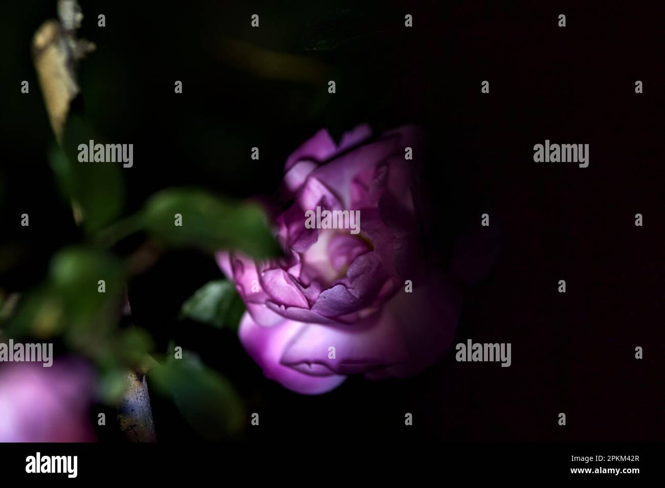 Pink roses in bloom seen up close under a direct light Stock Photo - Alamy