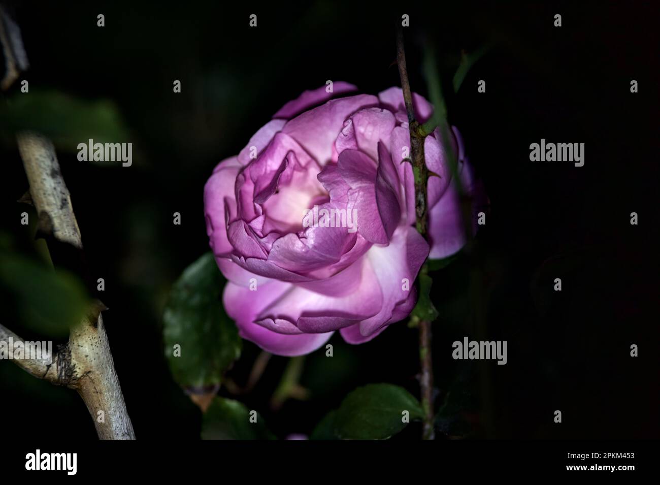Pink roses in bloom seen up close under a direct light Stock Photo Alamy